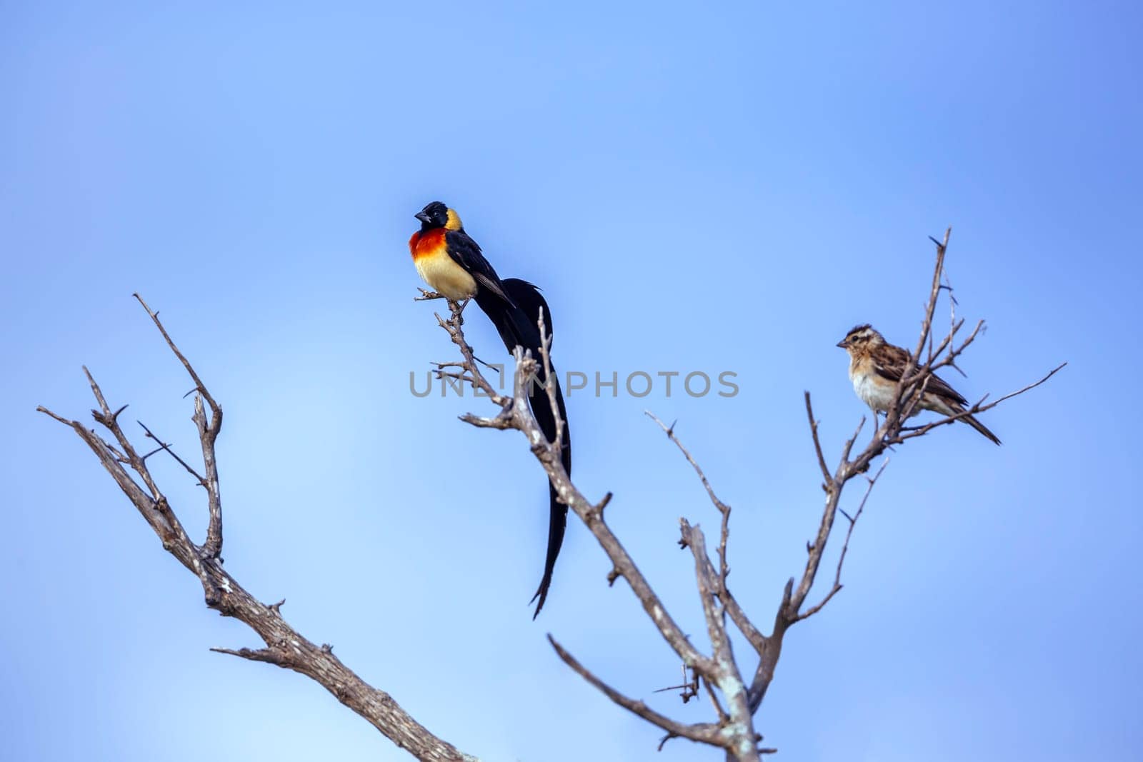 Eastern Paradise-Whydah couple standing on branch isolated in blue sky in Greater Kruger National park, South Africa ; Specie Vidua paradisaea family of Viduidae