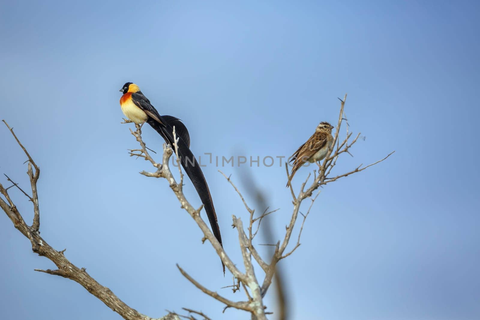 Eastern Paradise-Whydah couple standing on branch isolated in blue sky in Greater Kruger National park, South Africa ; Specie Vidua paradisaea family of Viduidae