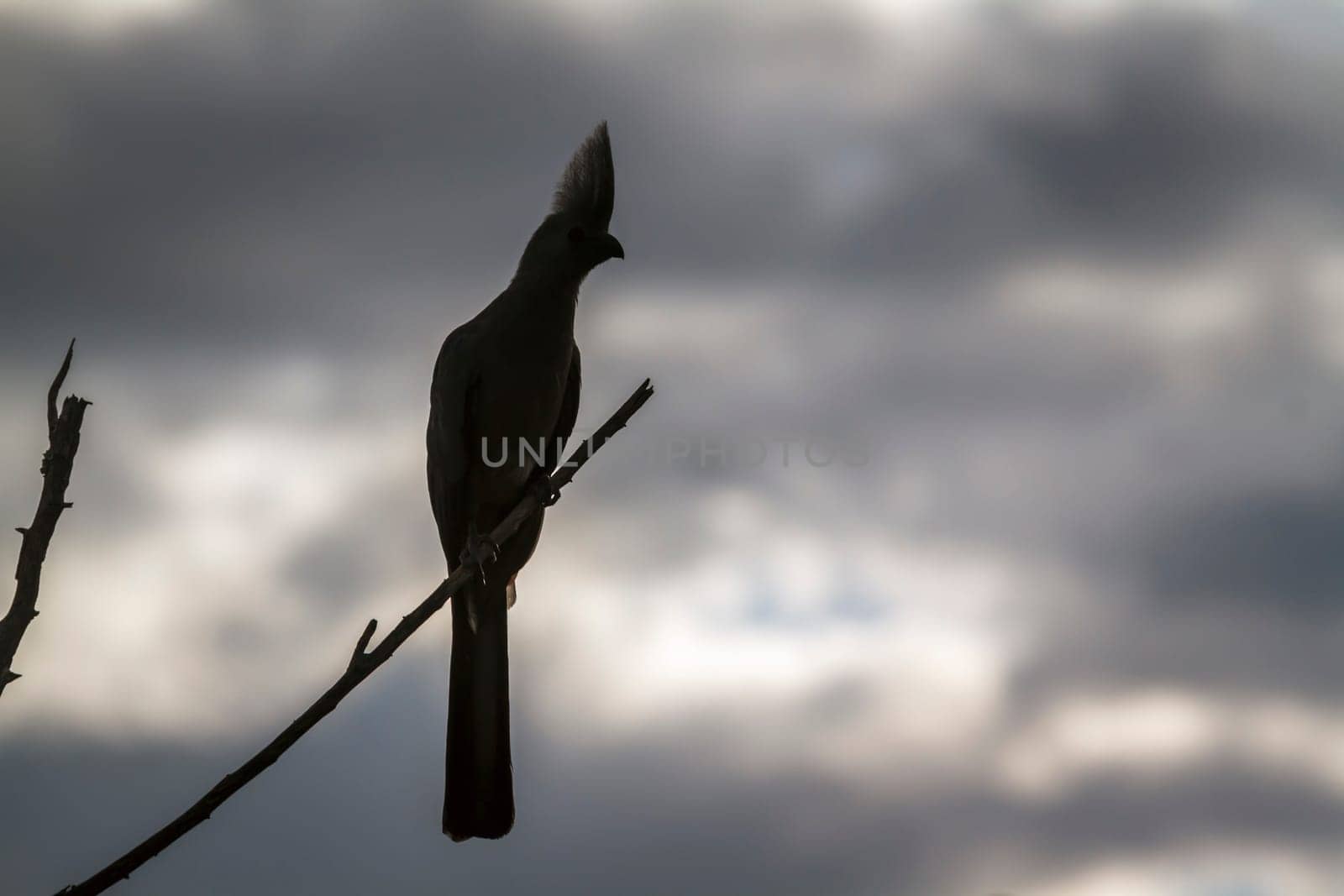 Grey go away bird silhouette isolated in cloudy sky in Kruger National park, South Africa ; Specie Corythaixoides concolor family of Musophagidae 