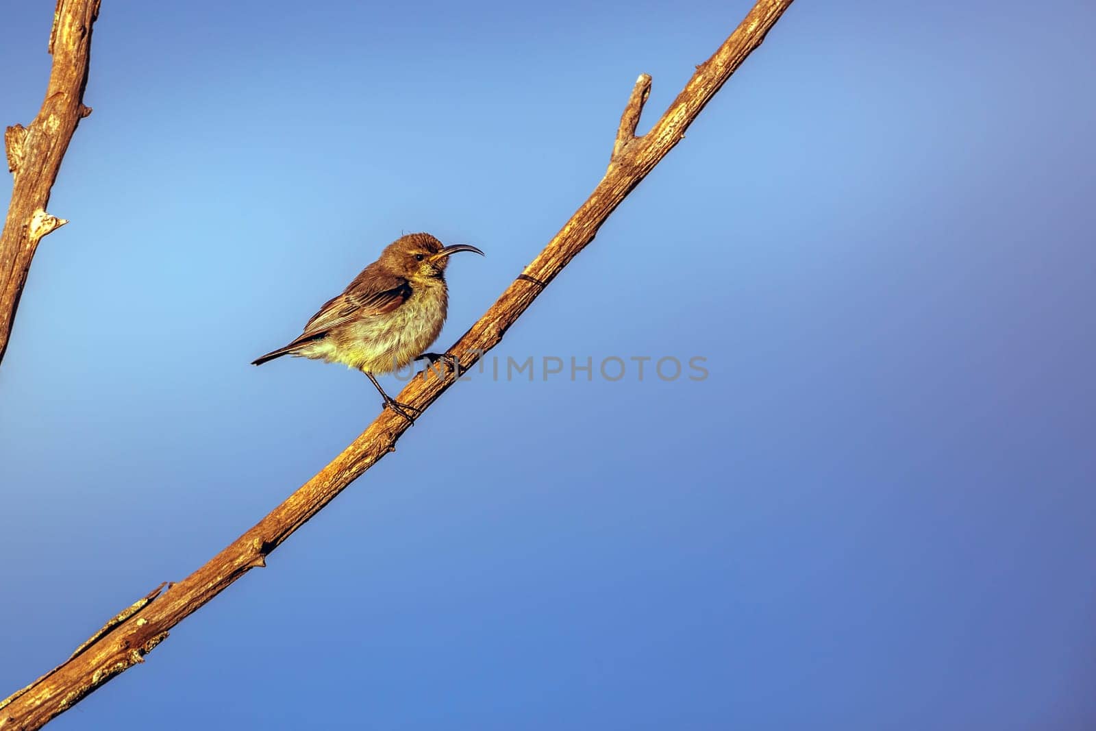 Mariqua Sunbird female standing on a branch isolated in blue sky in Greater Kruger National park, South Africa ; Specie Cinnyris mariquensis family of Nectariniidae