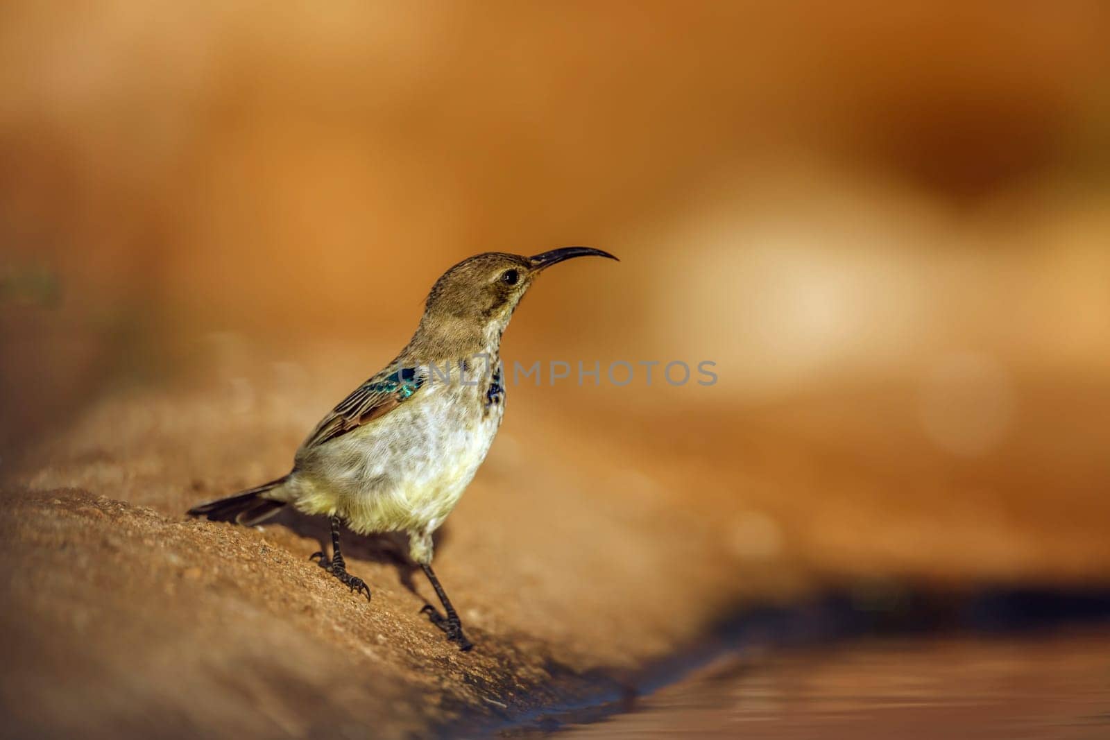 Mariqua Sunbird eclipse male along waterhole in Greater Kruger National park, South Africa ; Specie Cinnyris mariquensis family of Nectariniidae
