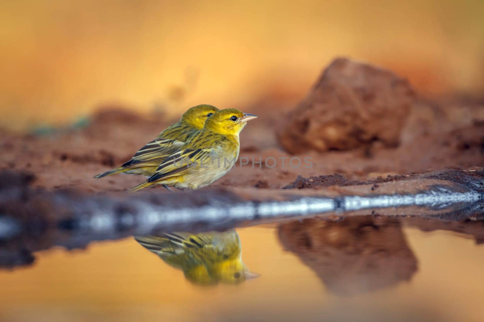 Red headed weaver standing along waterhole in morning light  in Greater Kruger National park, South Africa ; Specie Anaplectes rubriceps family of Ploceidae