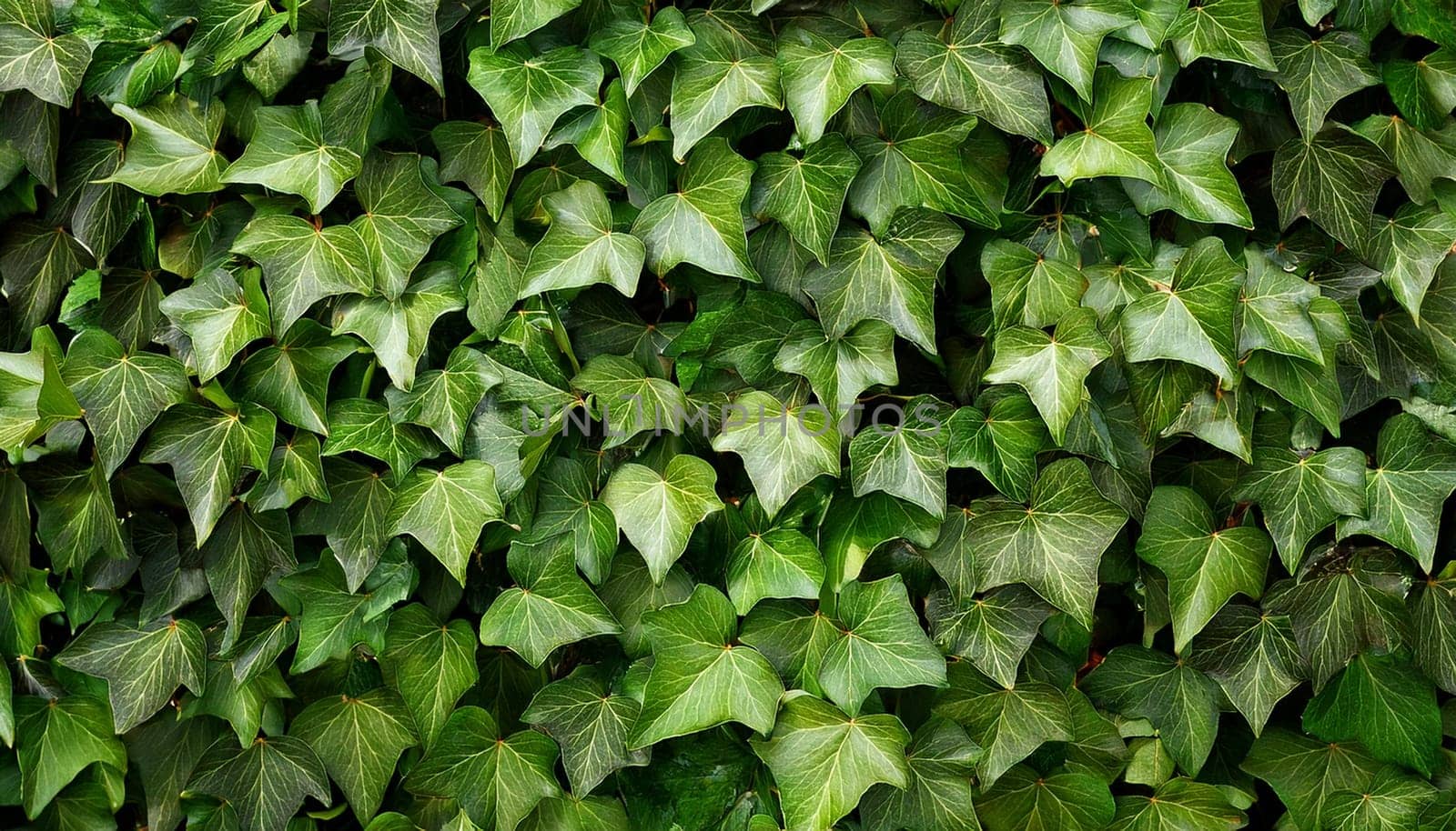 ivy scientific name Hedera plant useful as a background