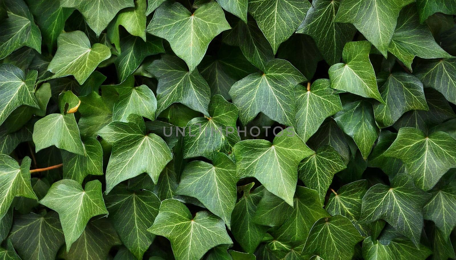ivy scientific name Hedera plant useful as a background