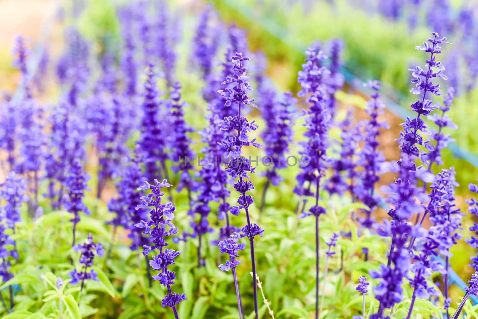 Salvia nemorosa plant growing in Da Lat in Vietnam