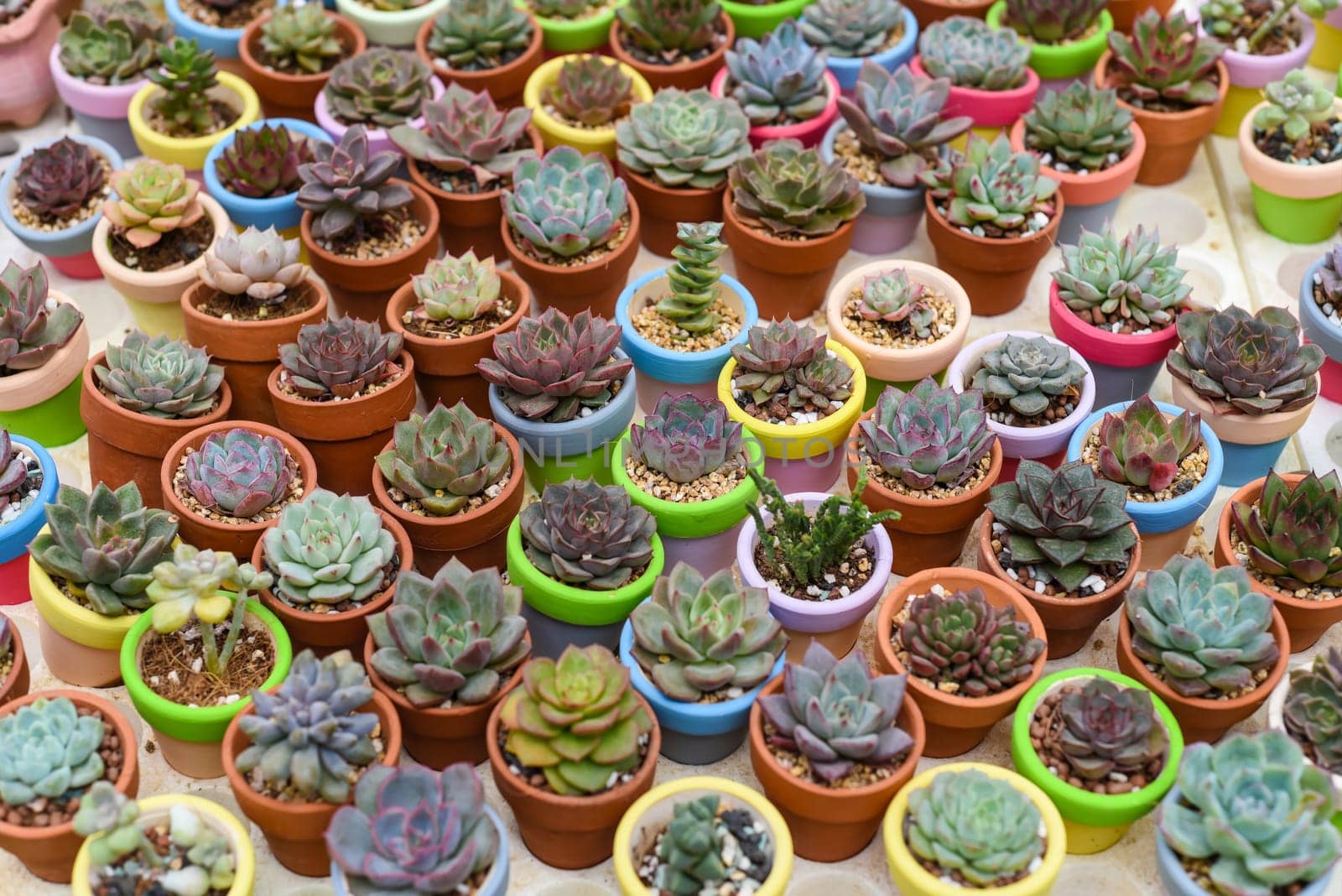 Many potted succulents of Echeveria elegans, Echeveria, Sedum,Graptopetalum (leatherpetal) at a flower market