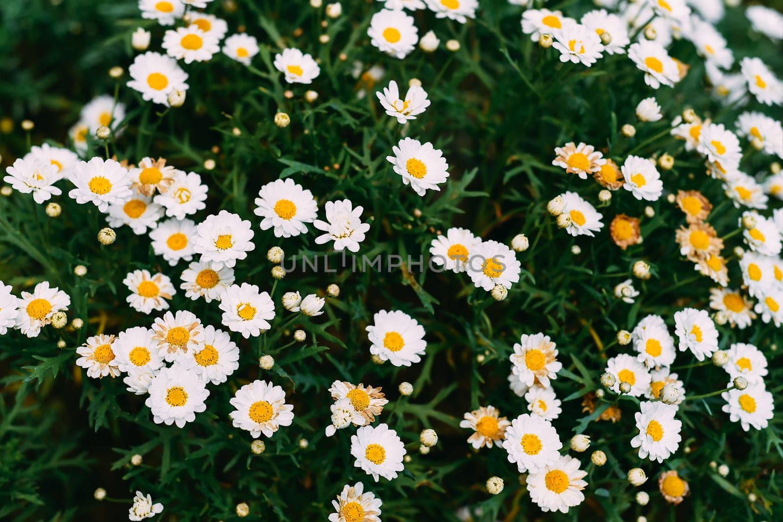 Selective focus of Common daisy (
chamomile) in an autumn day.