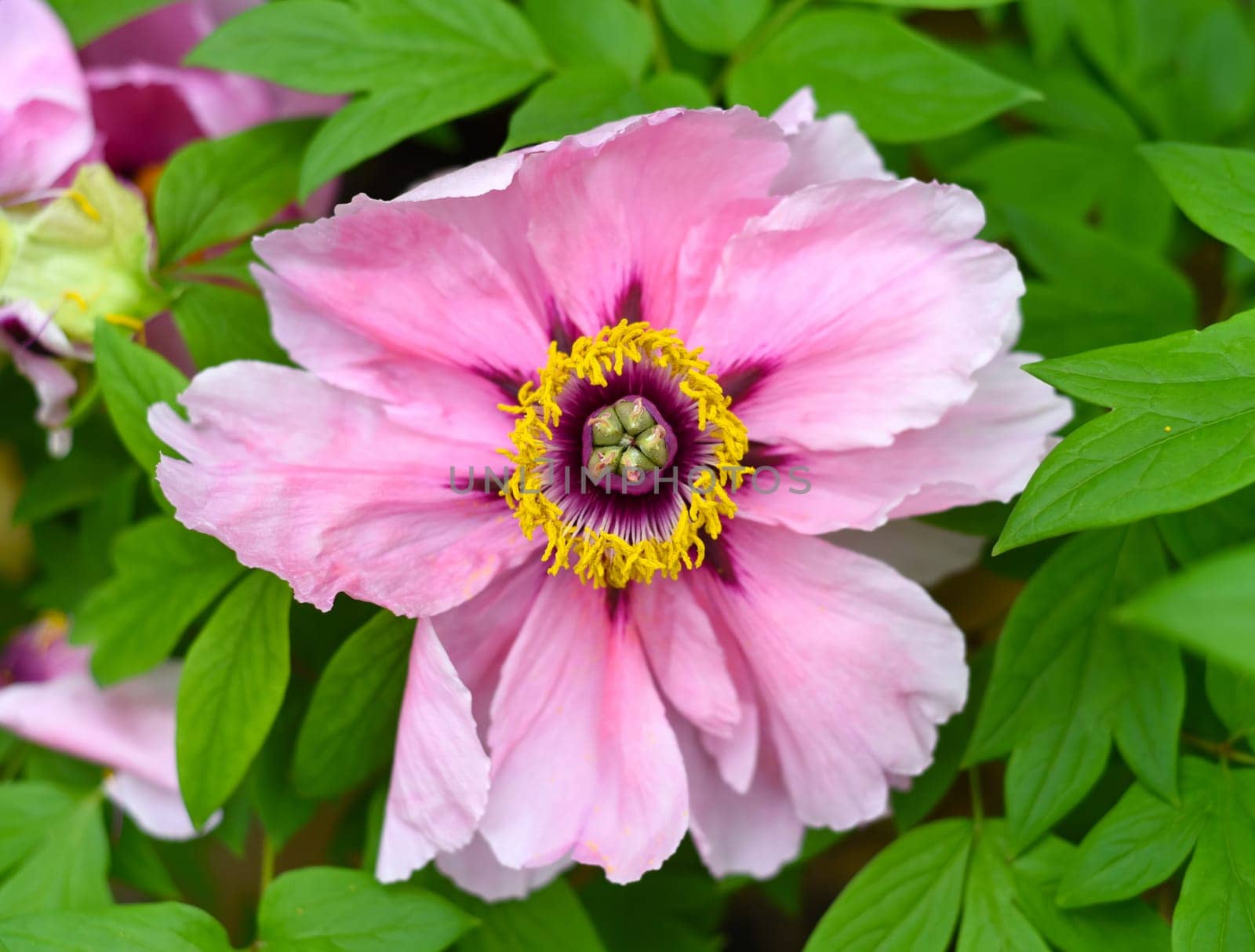 Flower of Paeonia suffruticosa  (Peony) close up