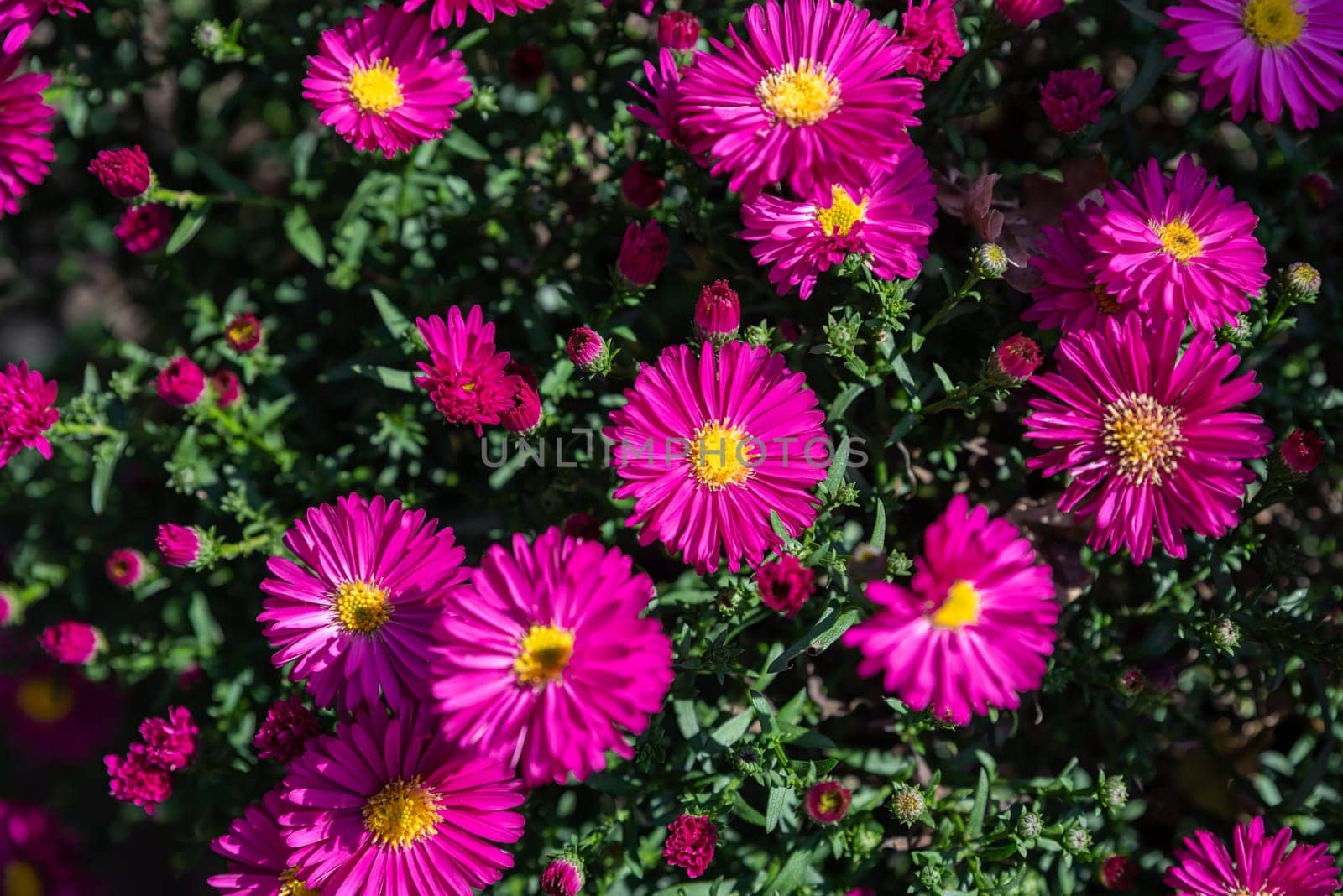 Far east pink shrub aster Jenny growing in Russia