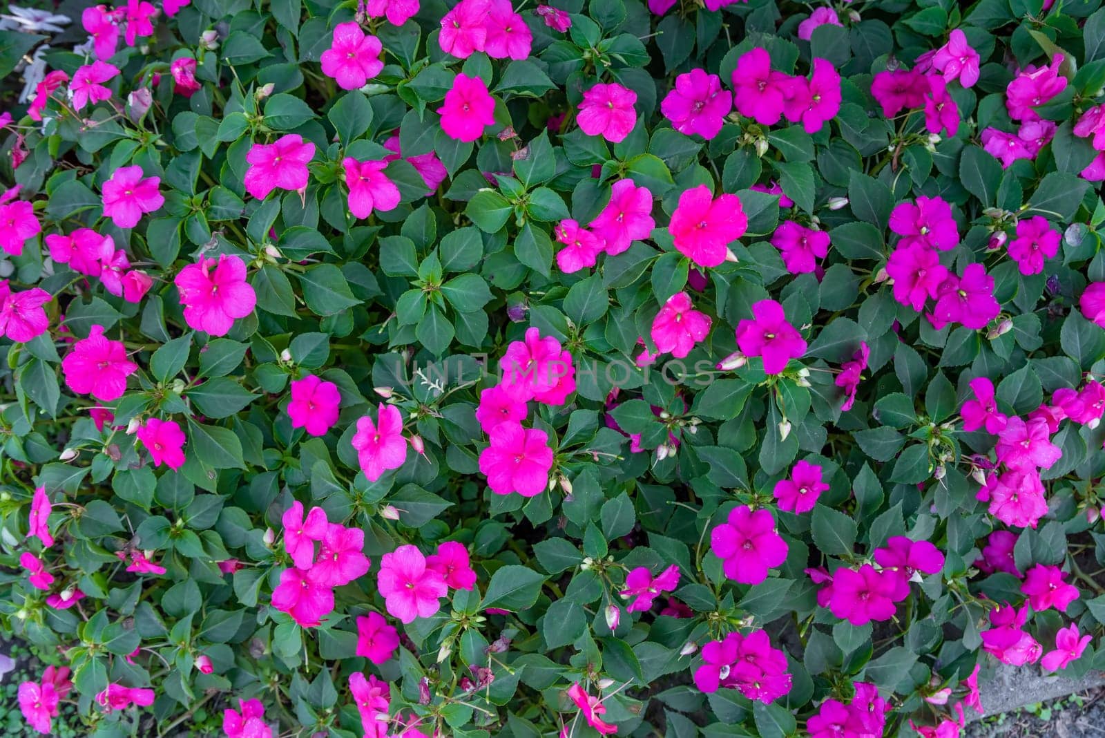 impatiens walleriana, also known as busy Lizzie