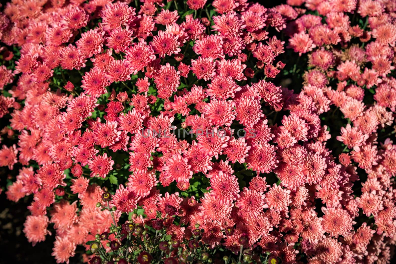Branhill Cherry  Chrysanthemum close up