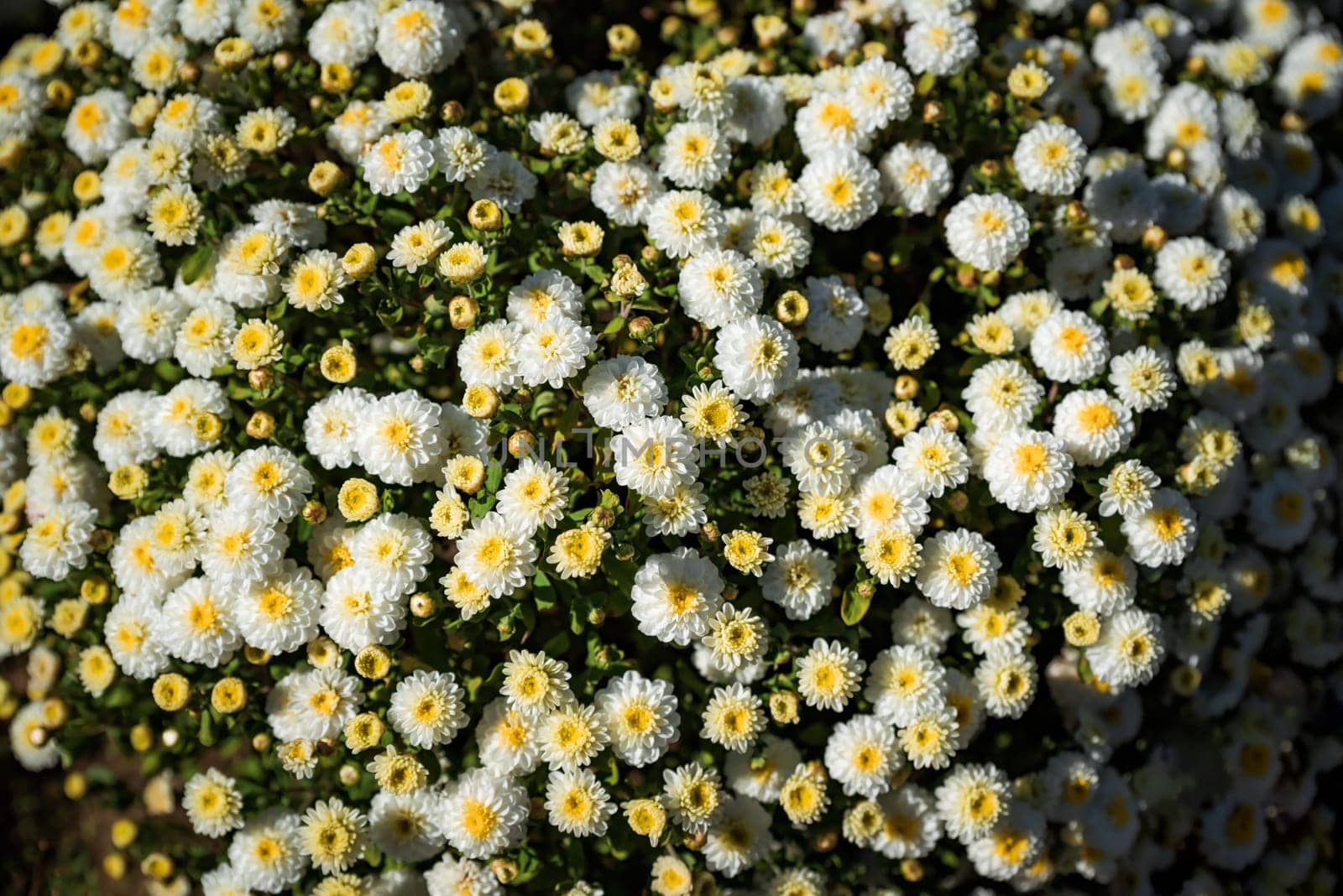 chrysanthemum multiflora Elfie Brandove White on flower bed