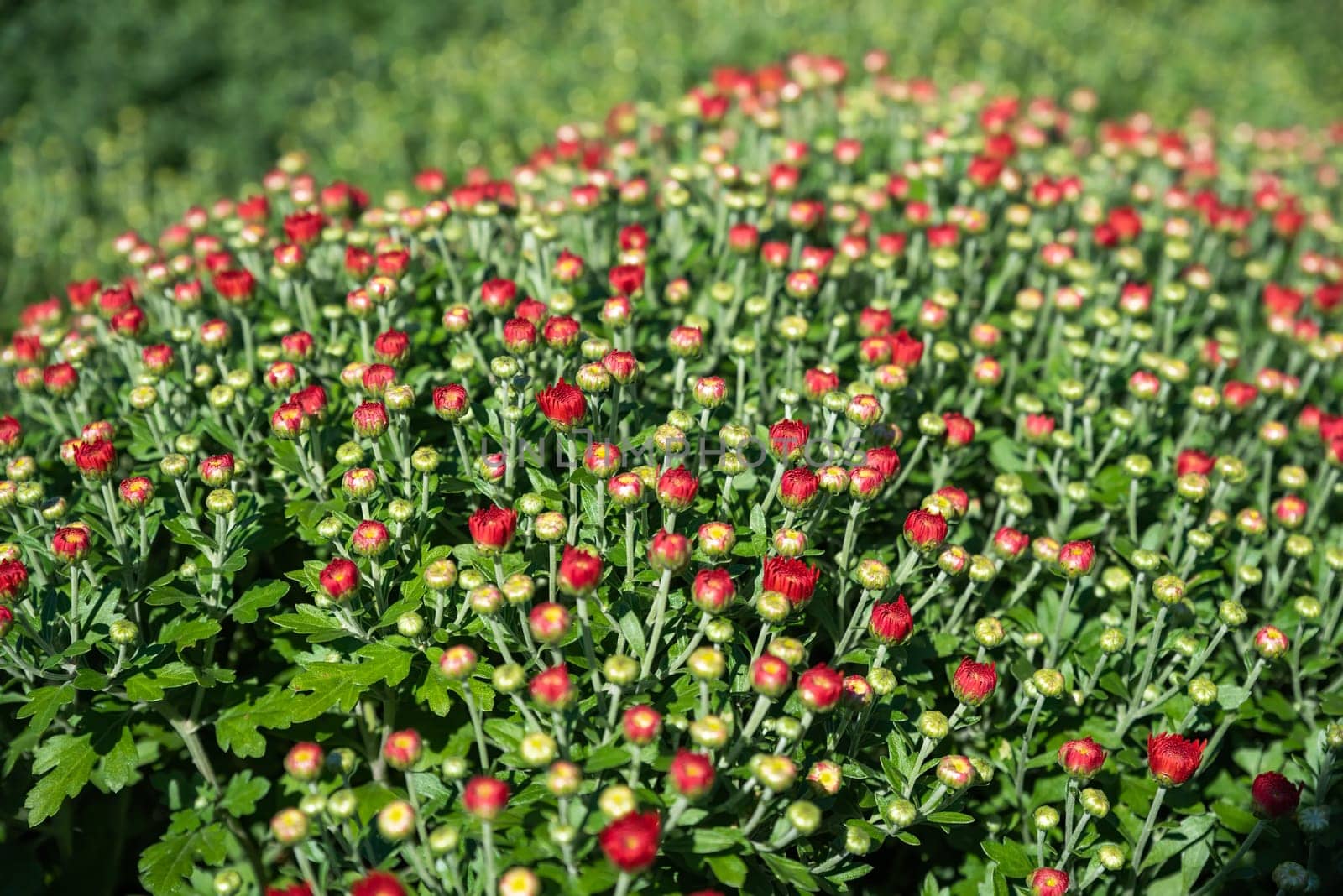 New red Chrysanthemum growing close up