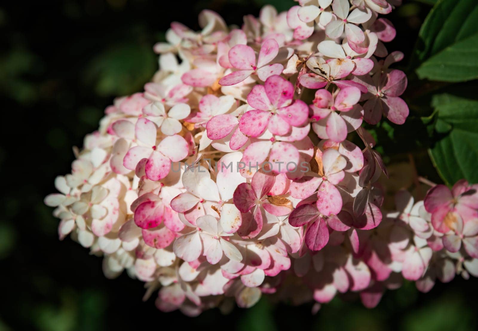 Pink Hydrangea Sundae Fraise (Rensun) branch growing in Far East of Russia