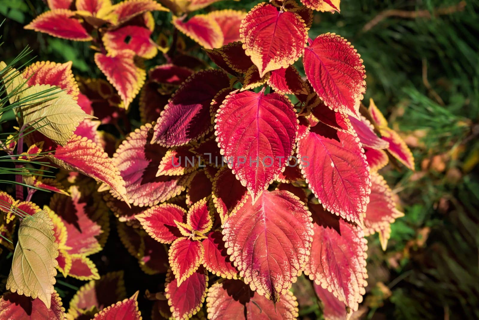 coleus giant exhibition rustic red flowers close up