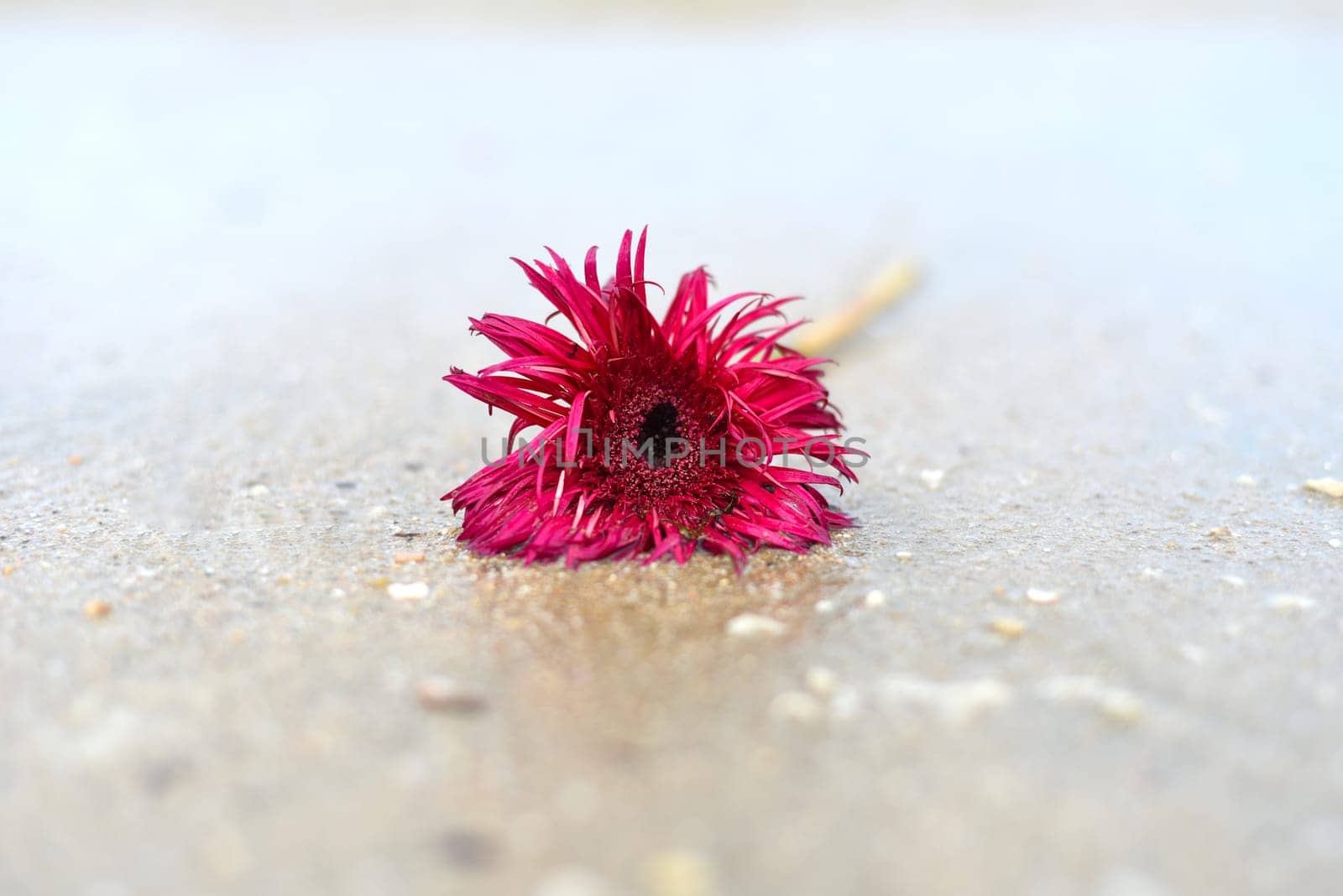 Flower of mini gerbera Punki Arthur on the sand near the South China sea in Vietnam