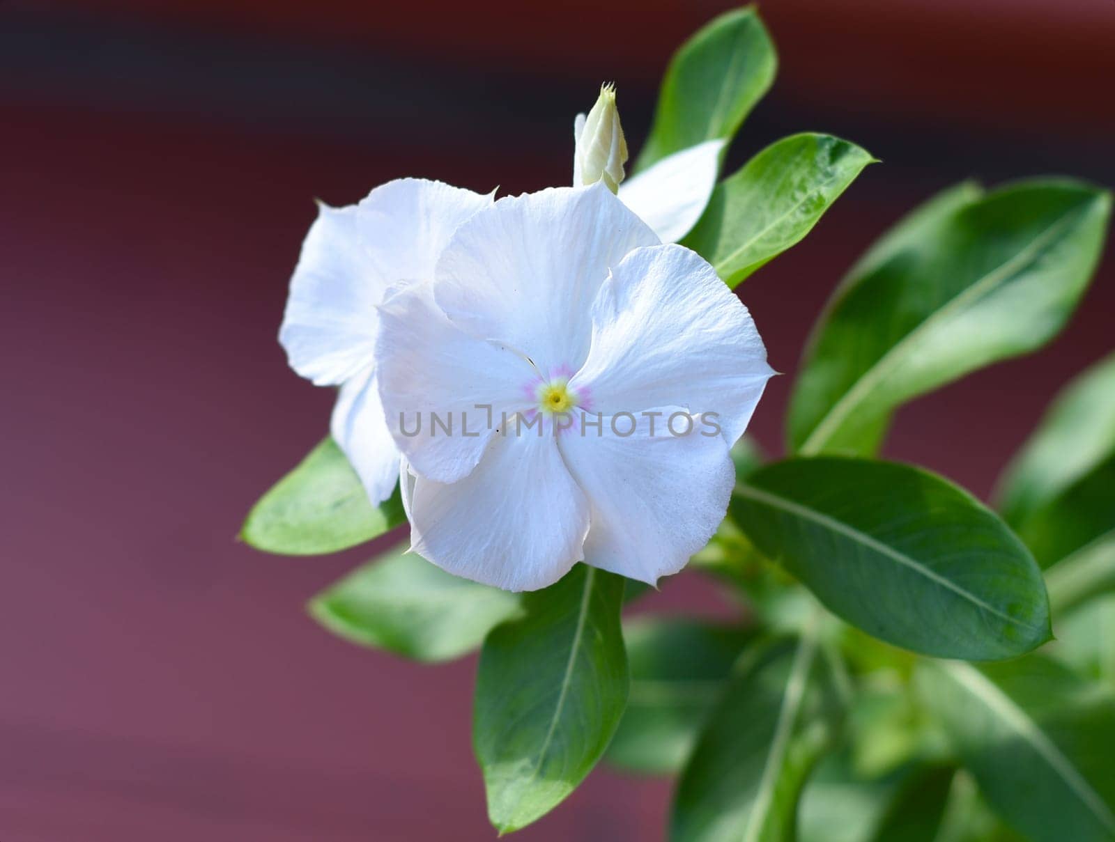 Catharanthus Mediterranean flower known commonly as periwinkles