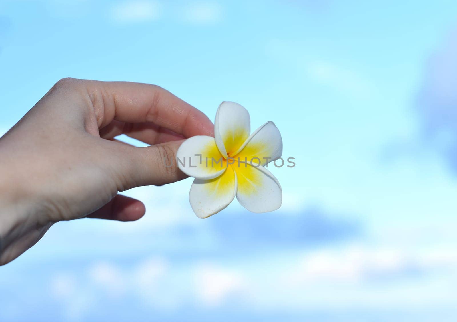 Hand holding white plumeria flower against blue sky background