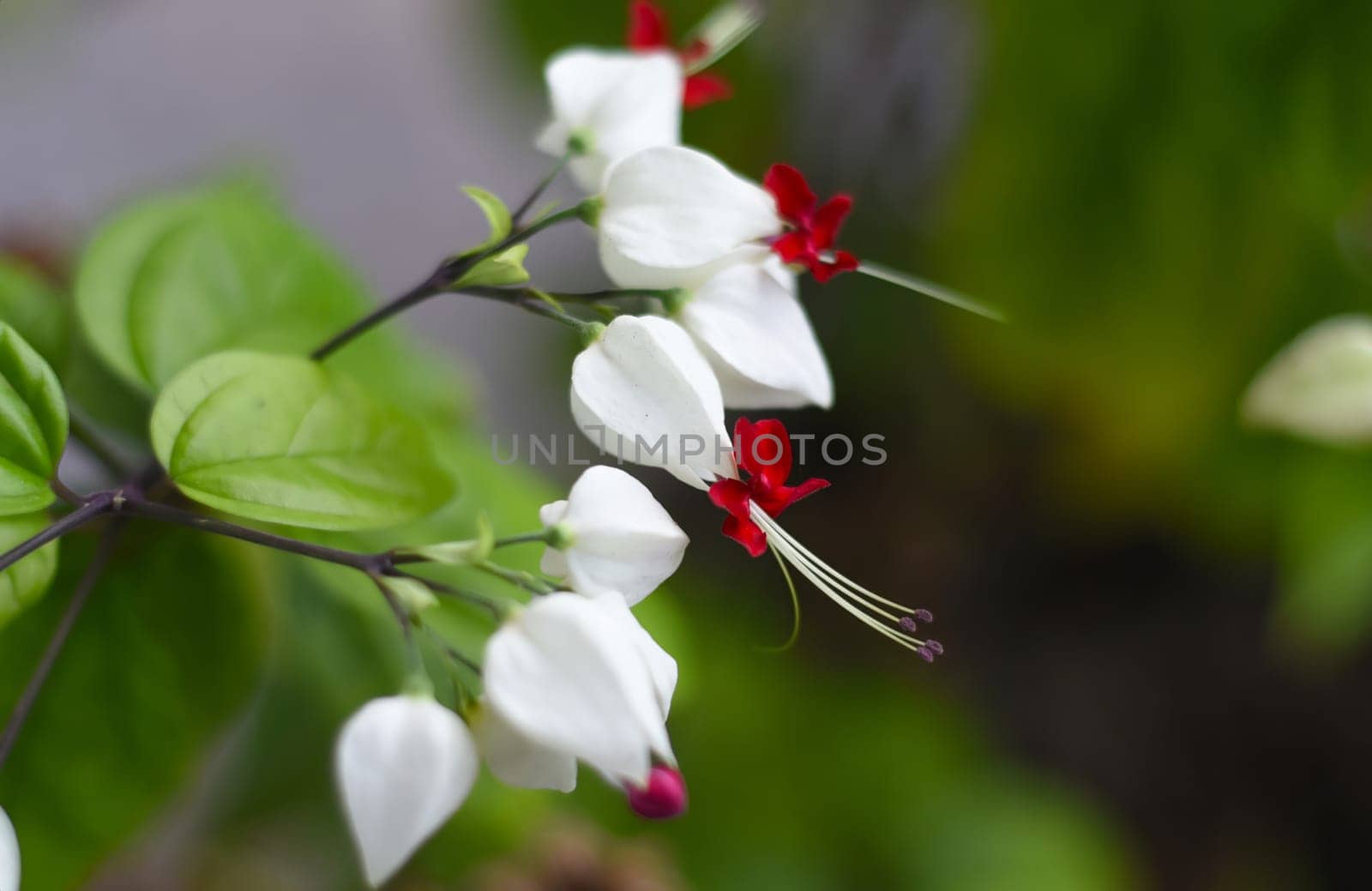 Clerodendrum thomsoniae or bleeding glory-bower growing in Nha Trang Vietnam