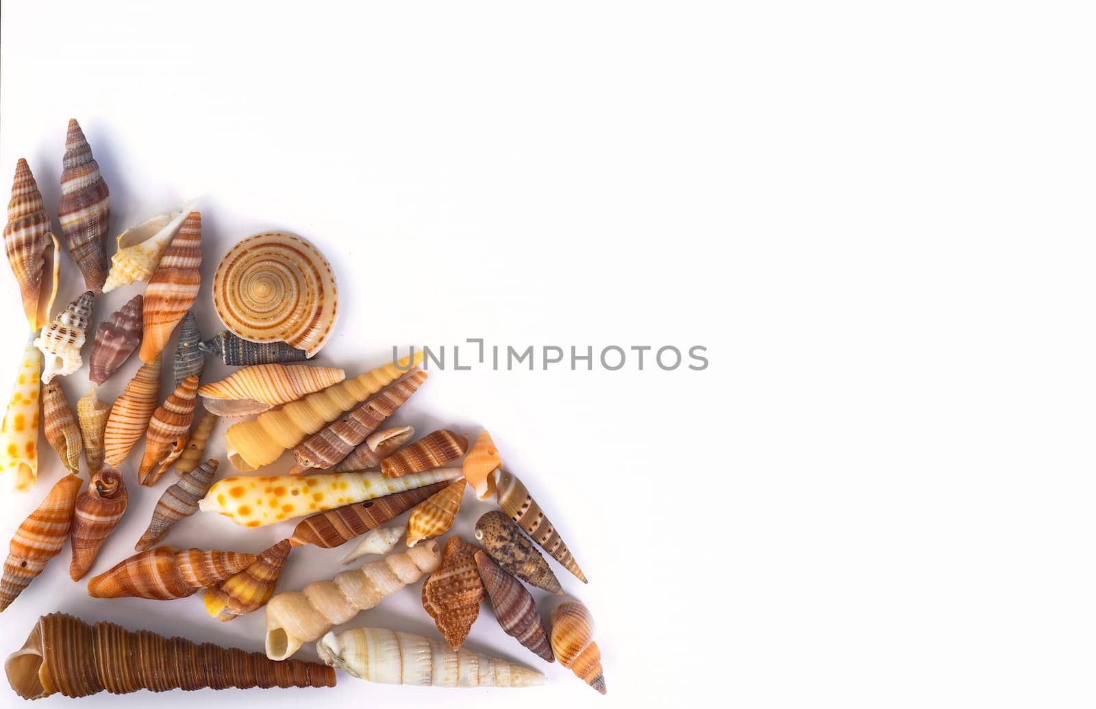 Tropical seashells on white background