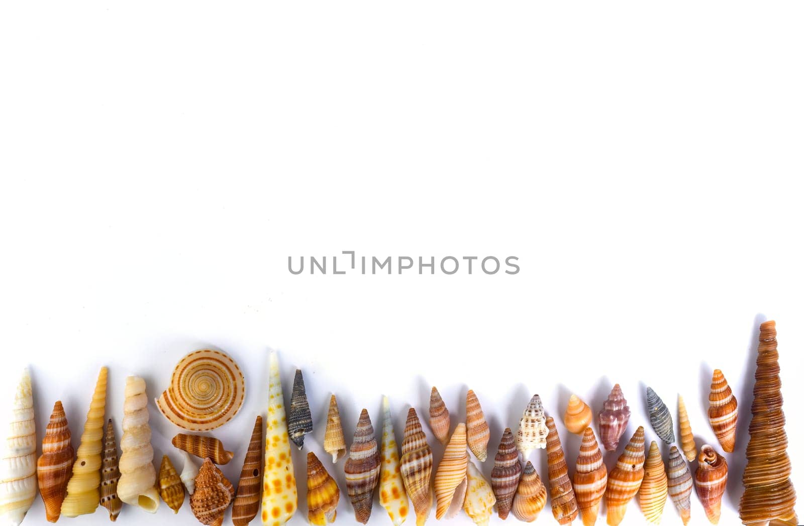 Tropical seashells on white background