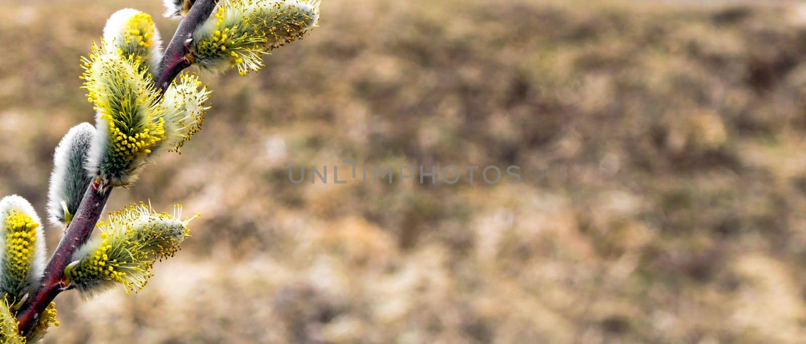 Pussy willow with furry flowering catkins in early spring. Background with copy space.