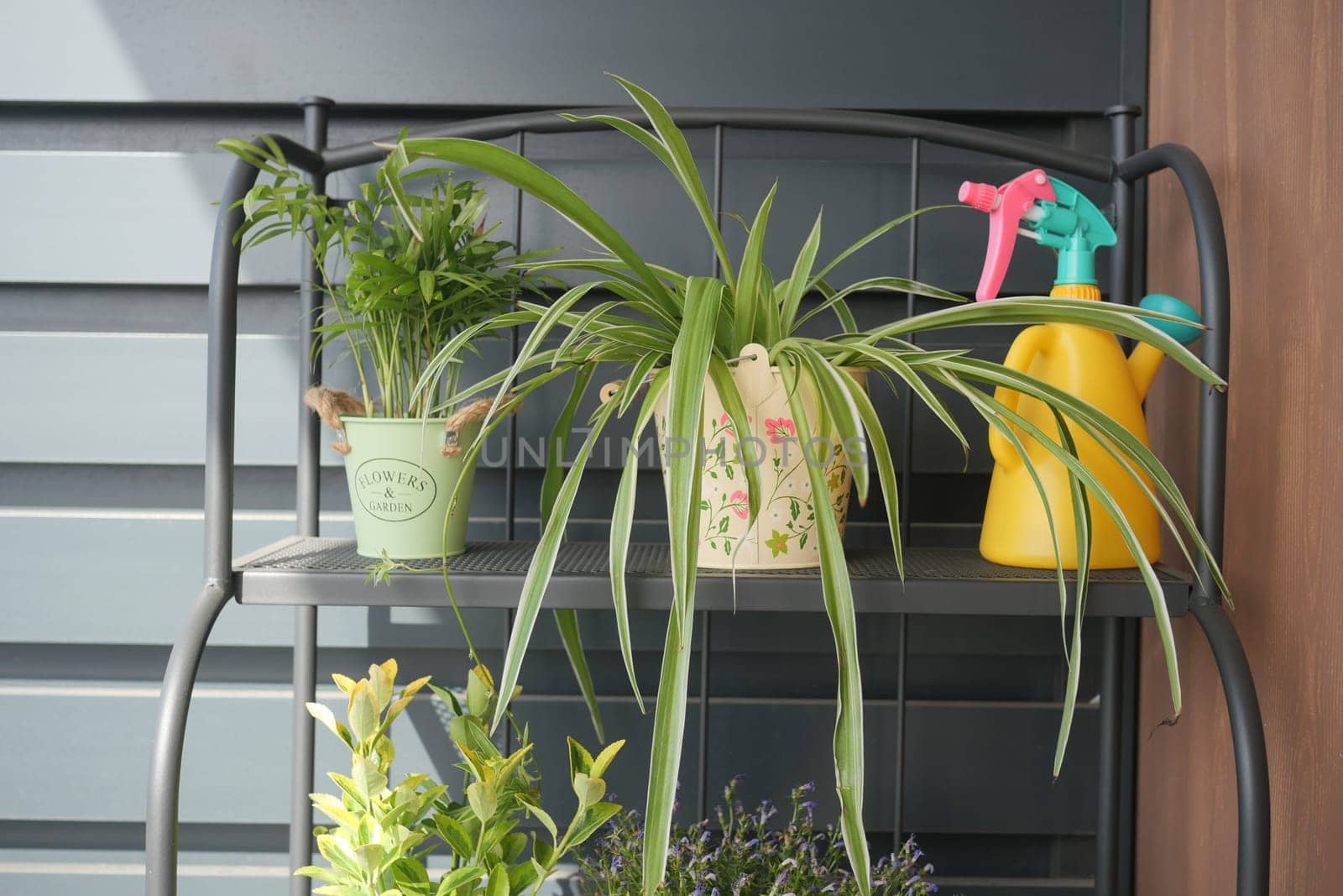 Colorful plants on metal shelf with watering can.