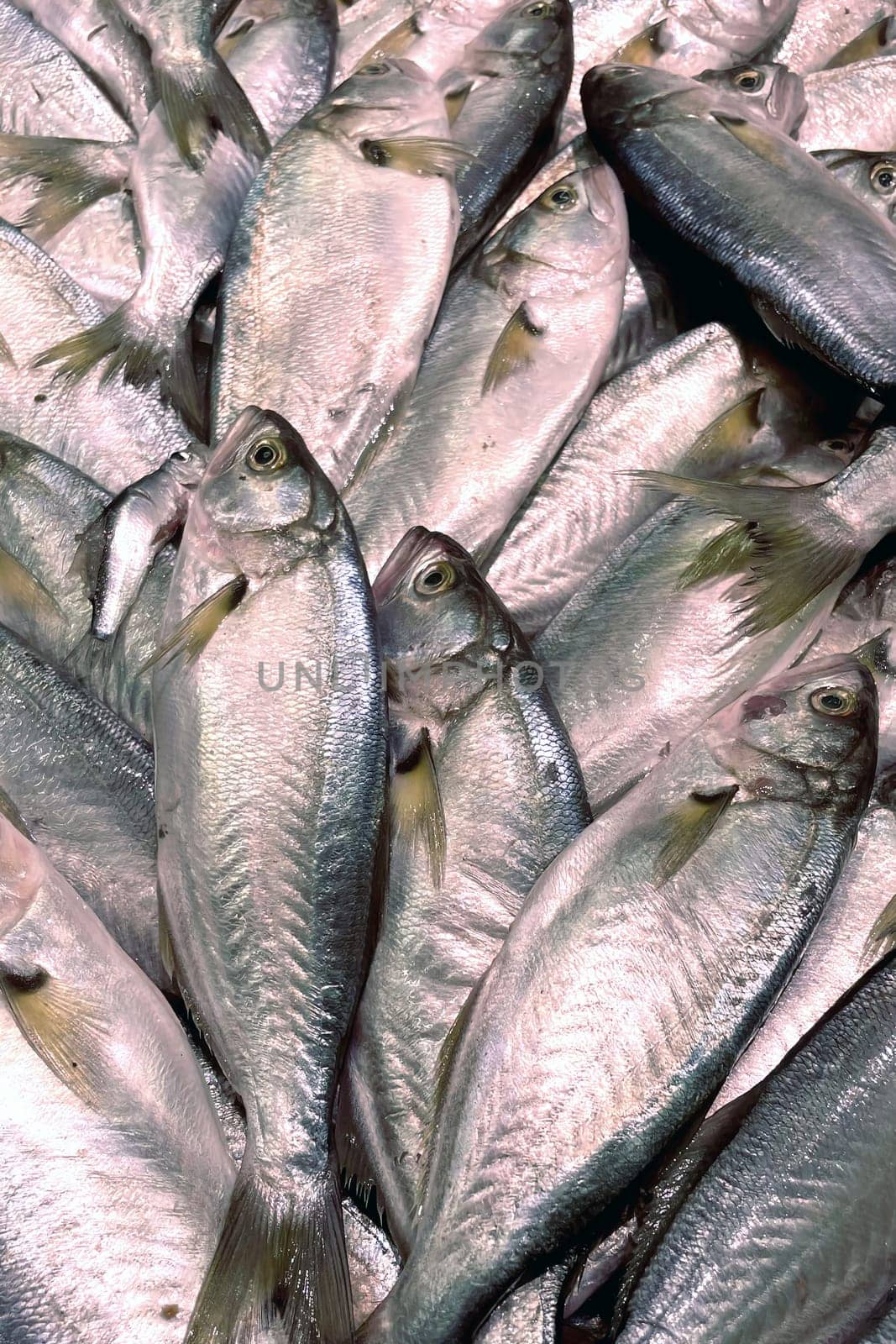 Freshly Caught Fish Pile.A close-up image of a large pile of freshly caught fish, showcasing their shiny scales and clear eyes. The fish are tightly packed together, highlighting their freshness and abundance.