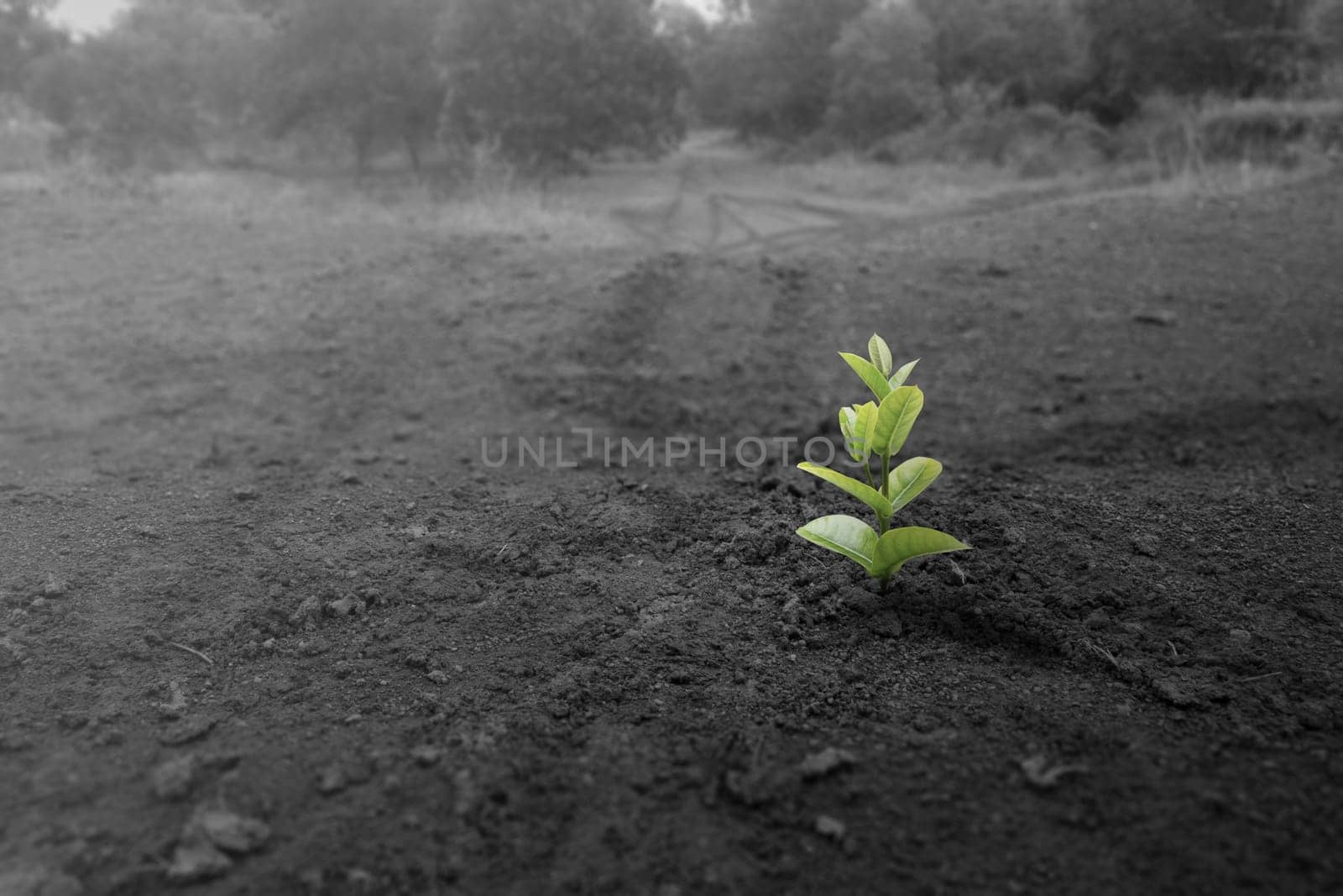 A plant seed grows on a drought field. Symbol of new life. Concepts of environmental protection, climate change, or global warming