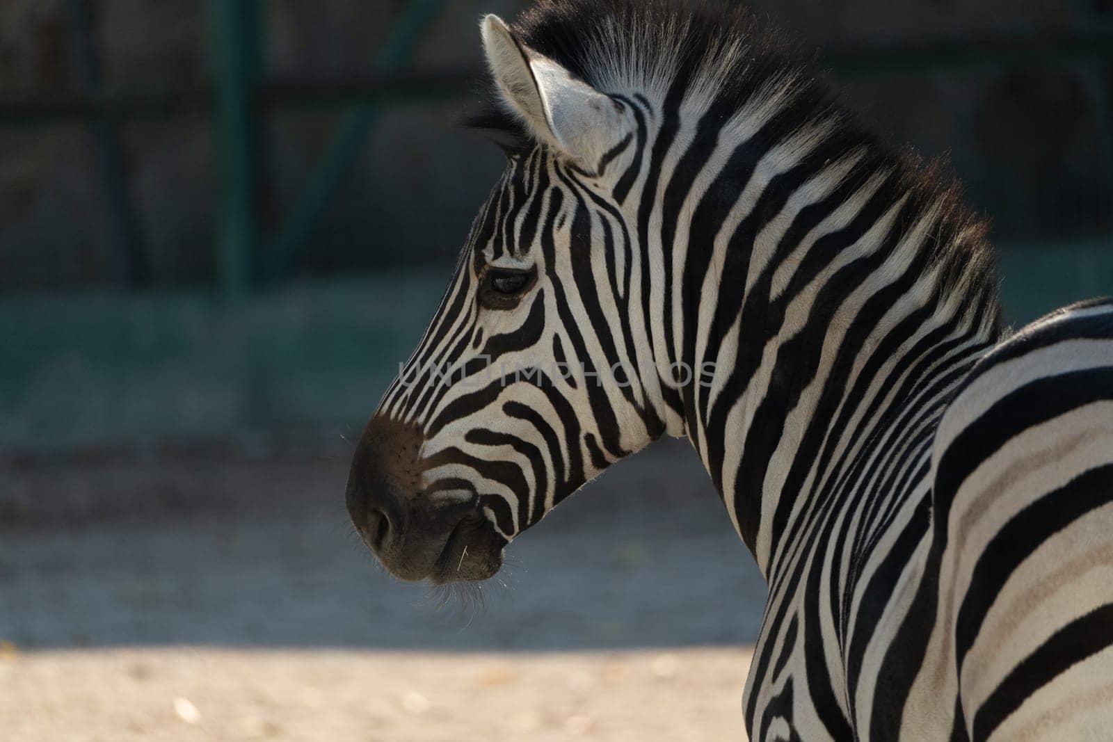 Here's a caption under 150 characters describing the image: Close-up of a zebra's head and shoulders. Striped black and white coat. Standing, facing away. Zoo enclosure visible in background.