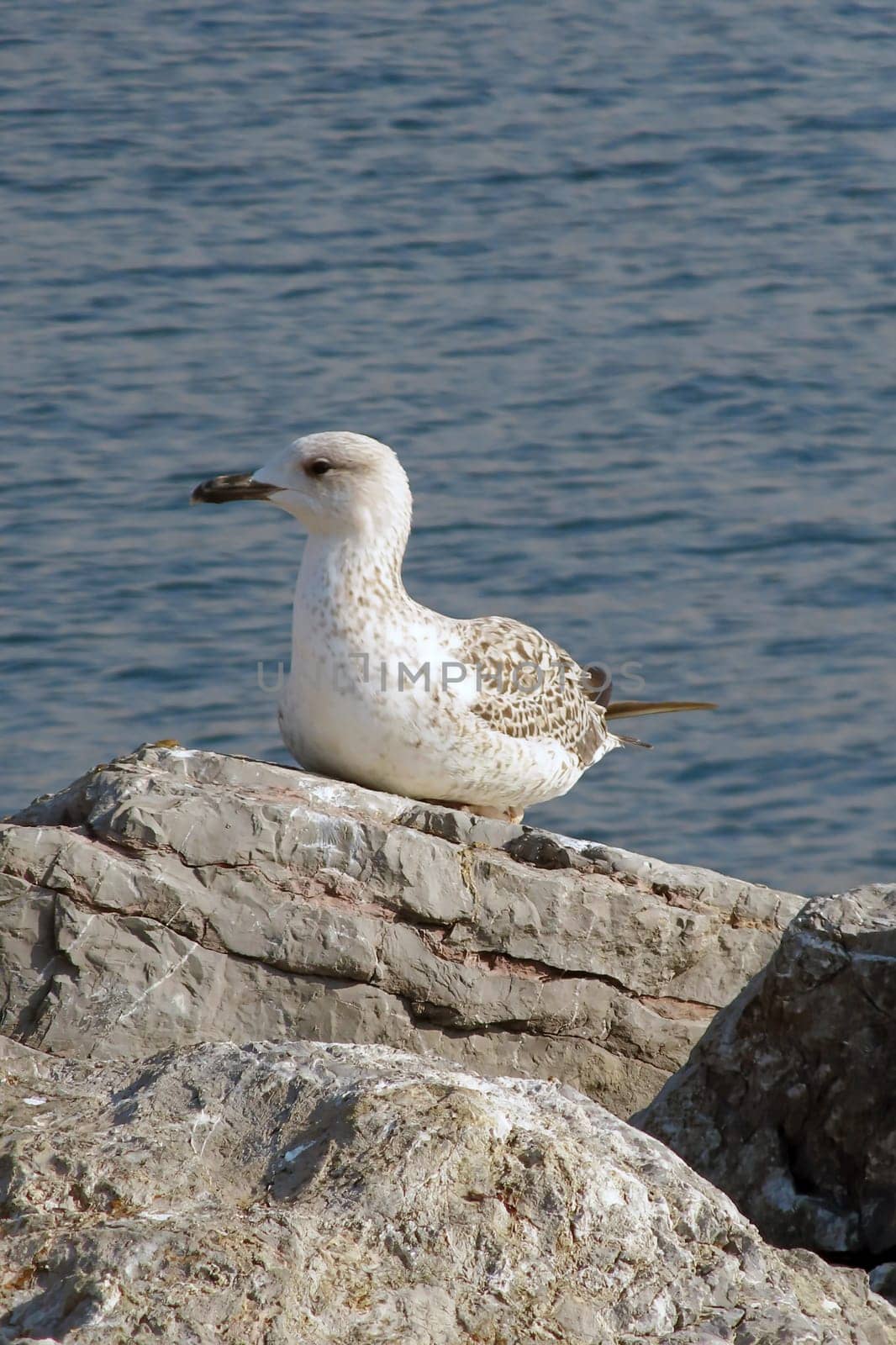 Seagull Resting on a Rocky Shore by the Ocean.A Serene Coastal Scene with a Relaxing Bird in Natural Habitat.A young seagull with white and brown plumage rests comfortably on a rugged rock near the sea.