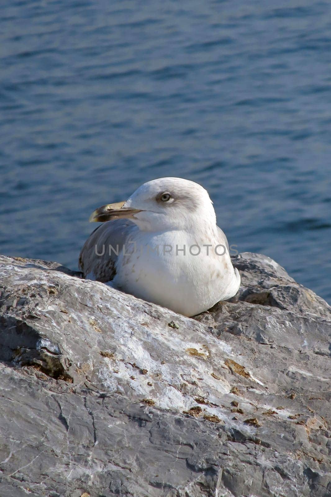 Seagull Resting on a Rocky Shore by the Ocean.A Serene Coastal Scene with a Relaxing Bird in Natural Habitat.A young seagull with white and brown plumage rests comfortably on a rugged rock near the sea.