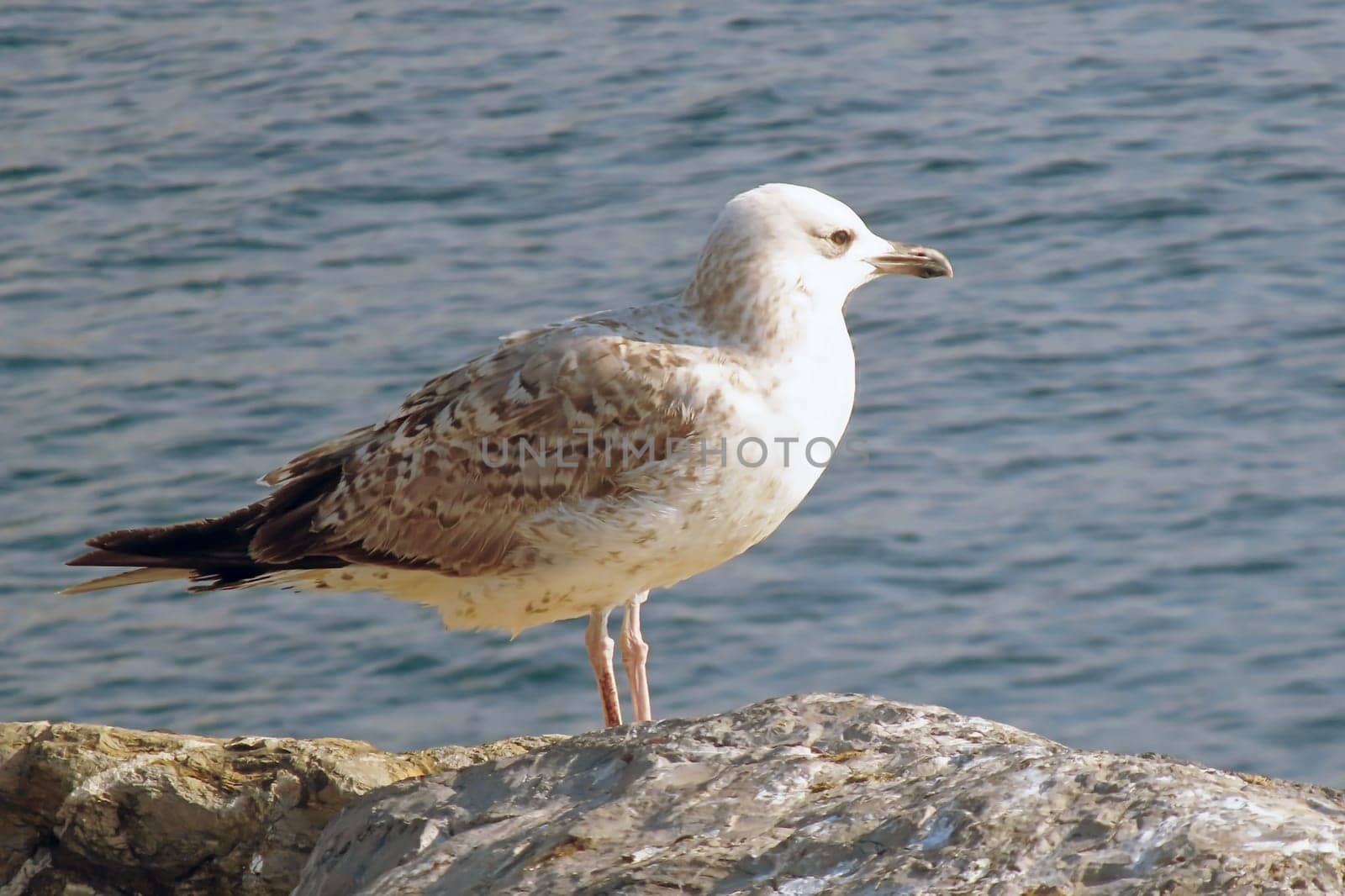 Seagull Resting on a Rocky Shore by the Ocean.A Serene Coastal Scene with a Relaxing Bird in Natural Habitat.A young seagull with white and brown plumage rests comfortably on a rugged rock near the sea.