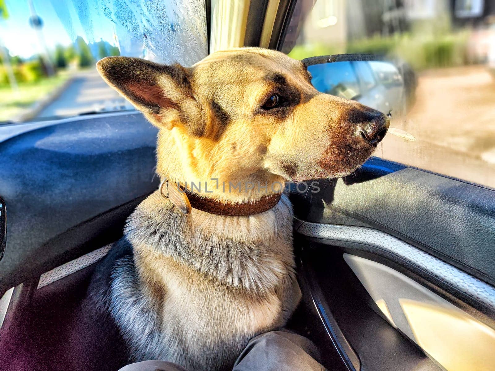 The German Shepherd sits comfortably in the car, looking outside with curiosity as the sun shines brightly.