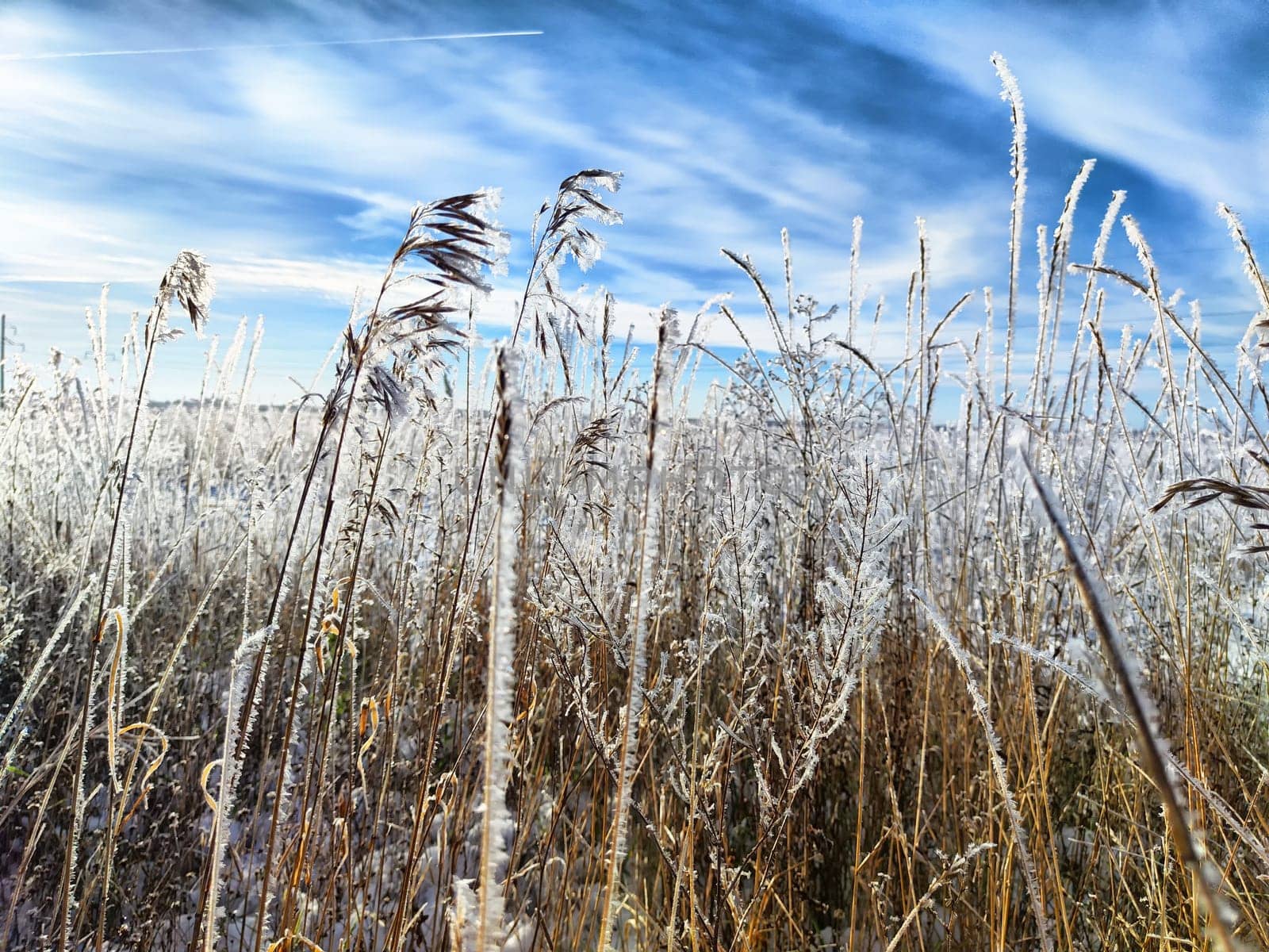 Frost adorns tall grasses as they gently sway in the breeze beneath a clear winter sky during daylight.