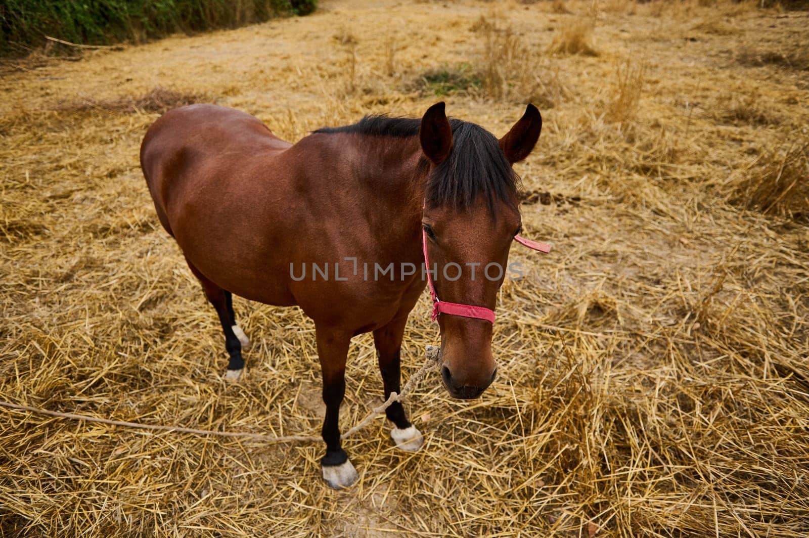 A brown horse wearing a red halter stands amidst a field covered in golden hay. The environment evokes a rustic and pastoral feeling, highlighting the essence of natural beauty and outdoor spaces.