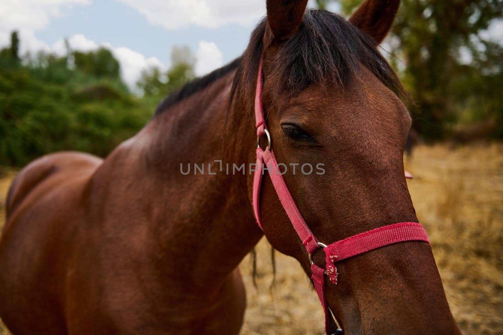 A tranquil close-up of a beautiful brown horse wearing a red halter in a country field during daylight, with a serene environment.
