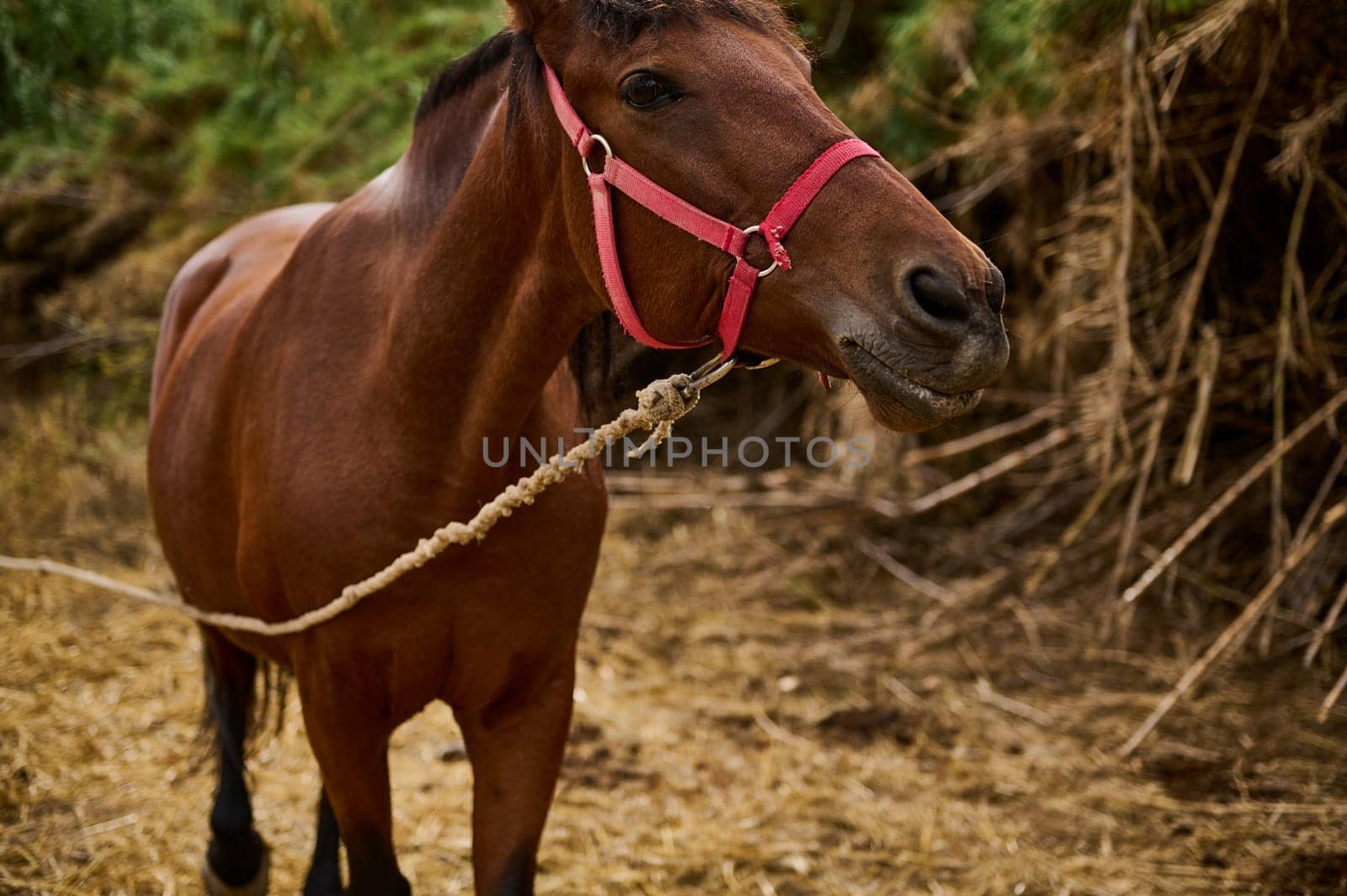 A brown horse with a red bridle and rope halter, standing in a natural rustic outdoor environment with hay and foliage visible in the background, depicting rural livestock practices and animal care.