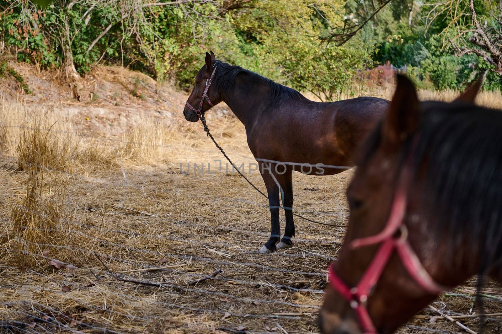 Horses with harnesses on a rustic field surrounded by trees, a tranquil outdoor setting.