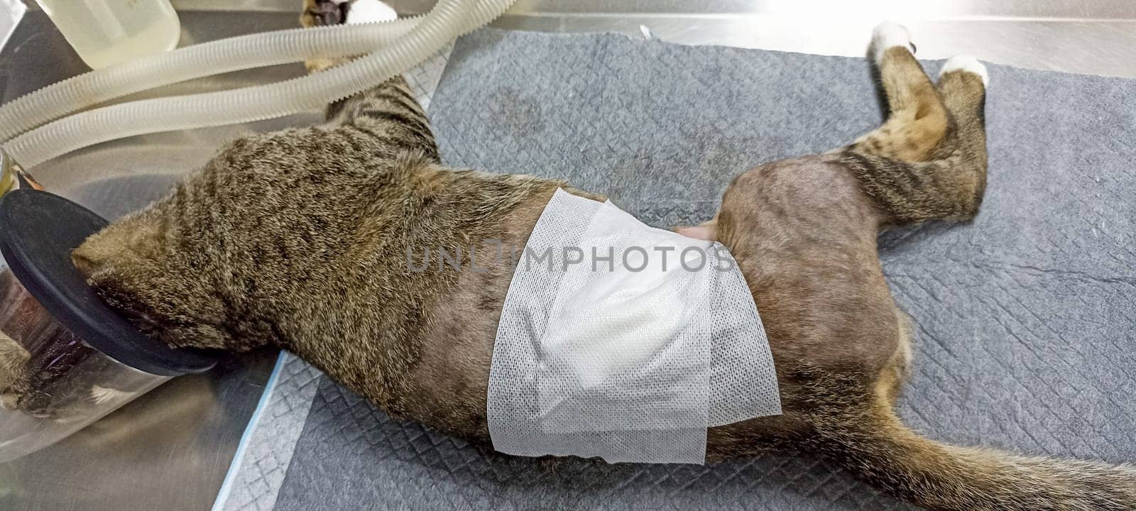 Picture of a cat undergoing a surgical wound.