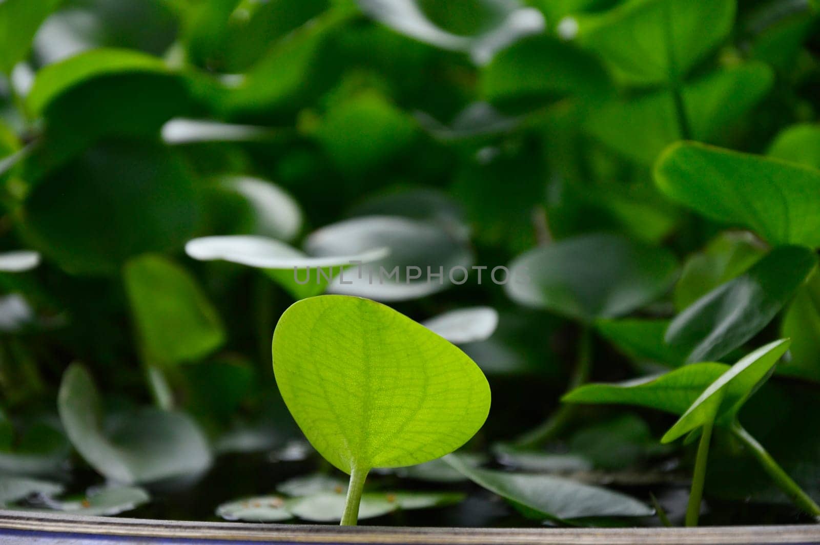 The young leaves of the lotus leaf are light green.
