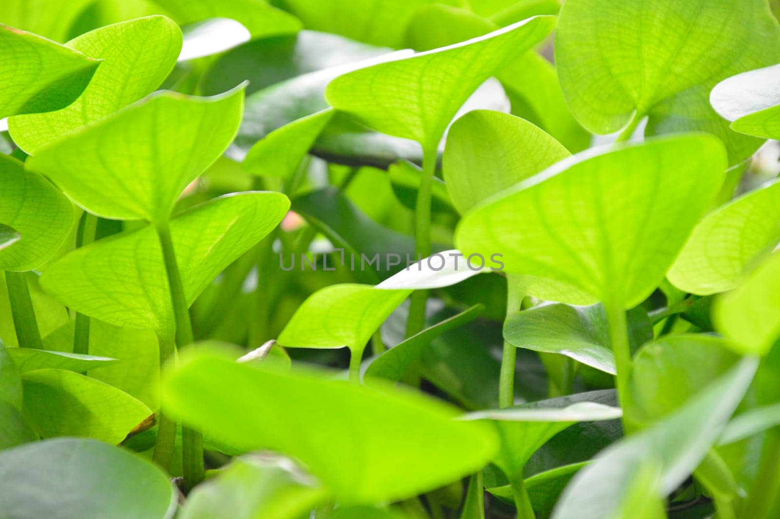 The young leaves of the lotus leaf are light green.