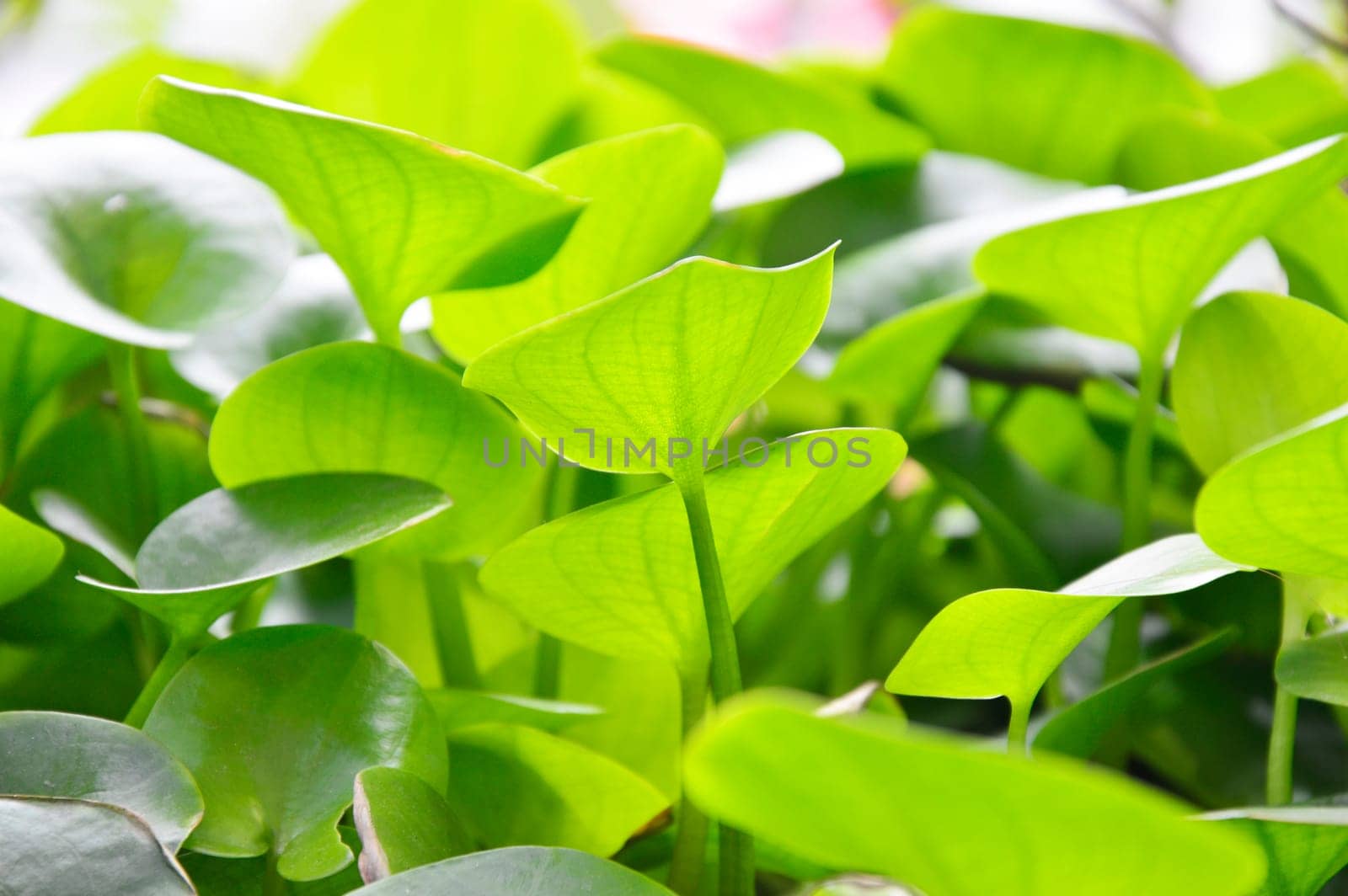 The young leaves of the lotus leaf are light green.