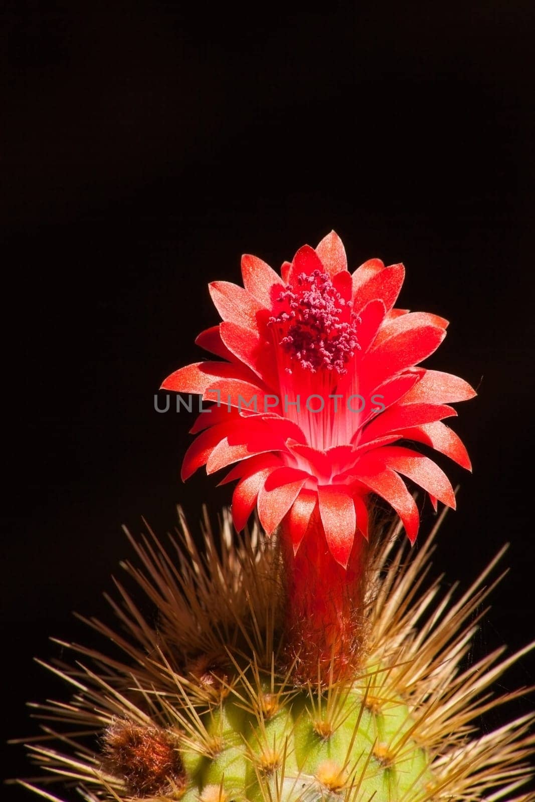 Macro image of a single Cleistocactus samaipatanus flower isolated on a black background