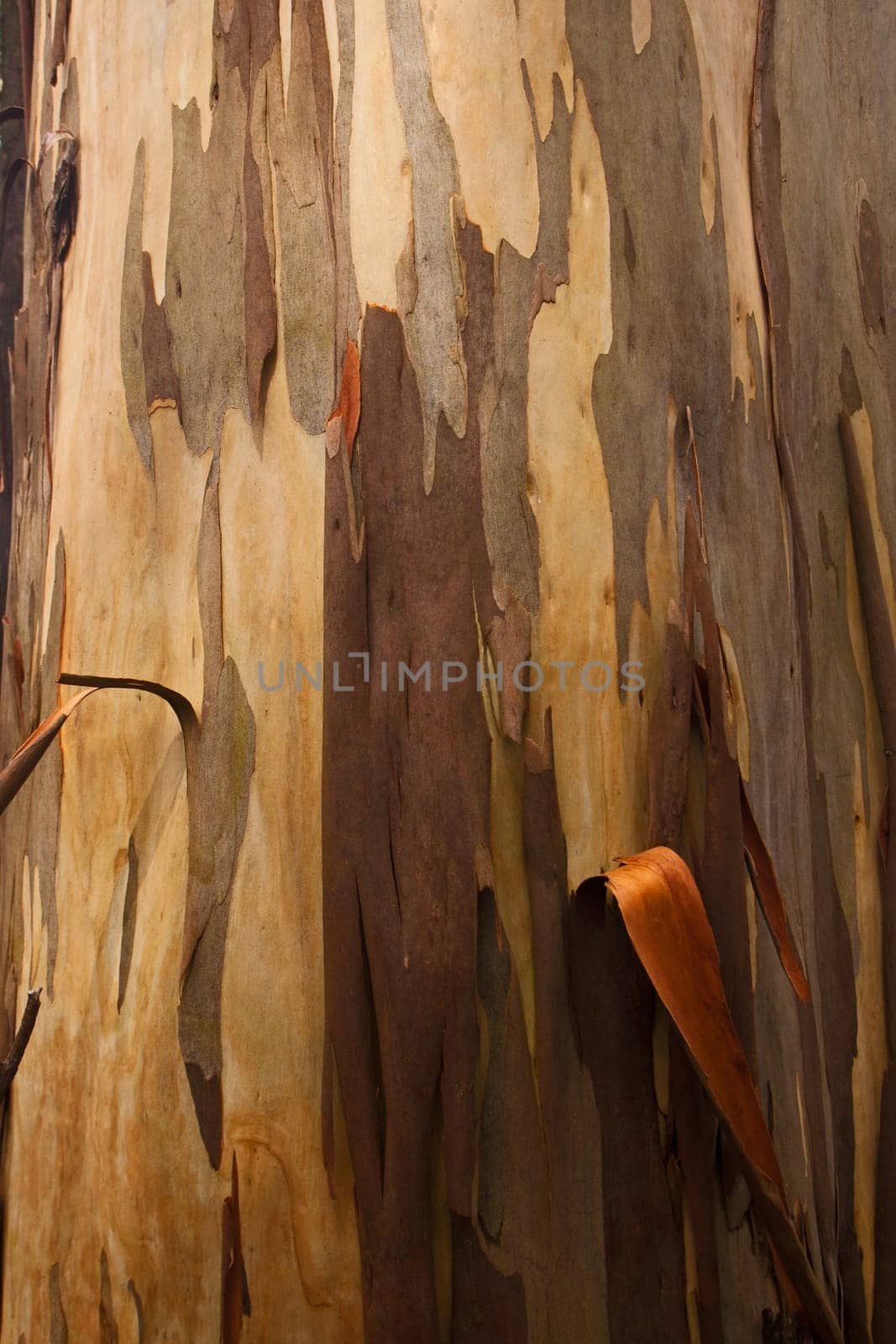 Abstract background image of the bark patterns of a huge old Eucalyptus tree in the Magoebaskloof forests in Limpopo Province, South Africa