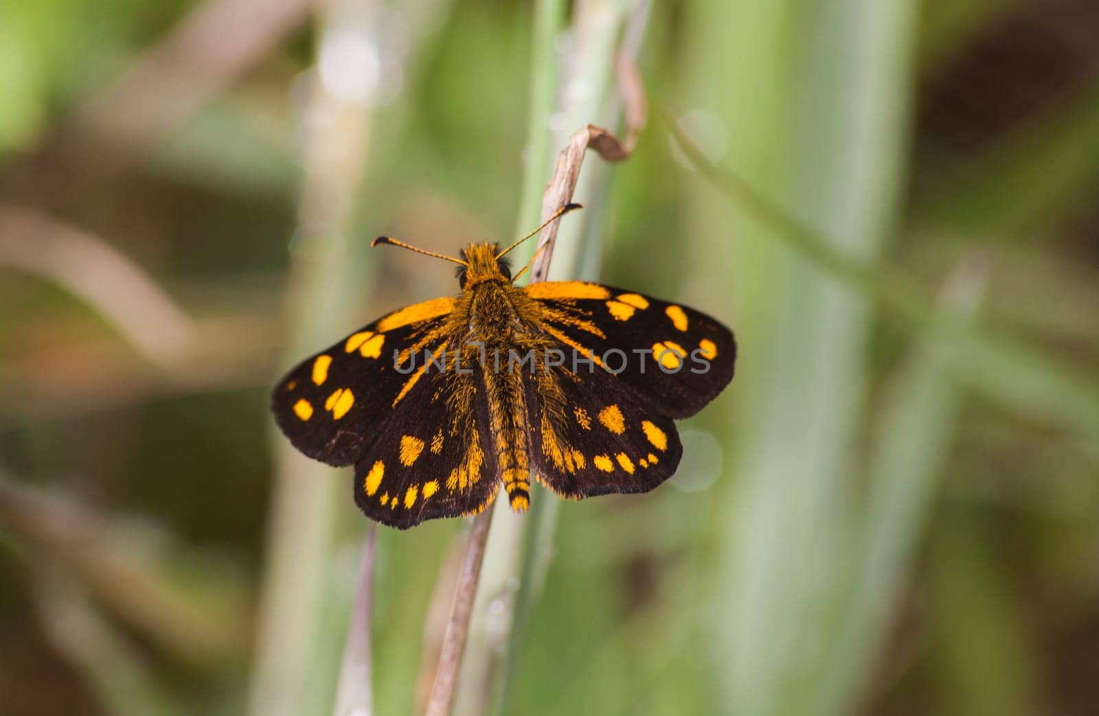 The Gold Spotted Sylph (Metisella metis) butterfly, photographed in the Magoebaskloof forest near Haenertsburg, Limpopo Province in South Africa