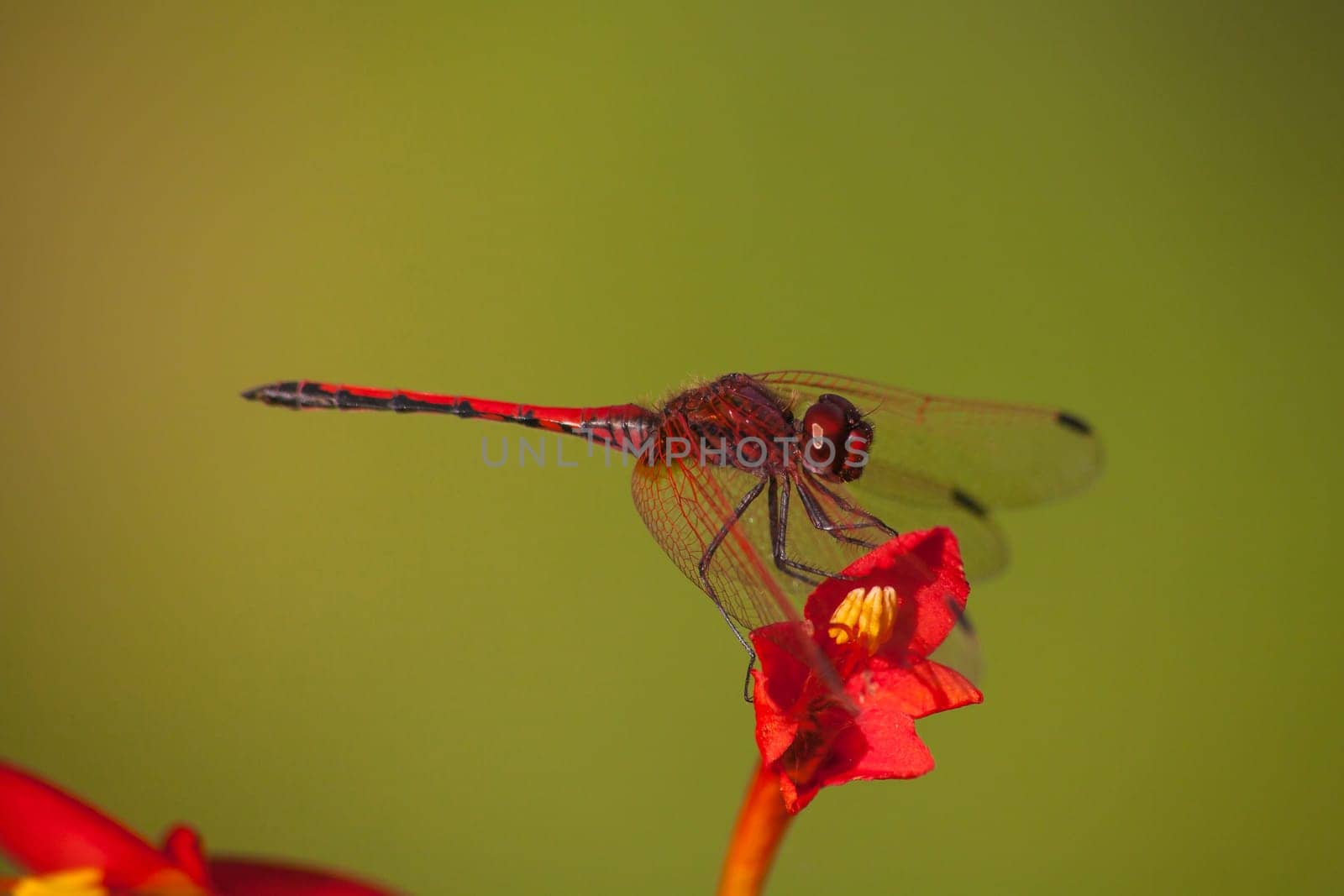 Macro image of Red-veined Dropwing (Trithemis arteriosa) on Swan Crocosmia (Crocosmia masoniorum)