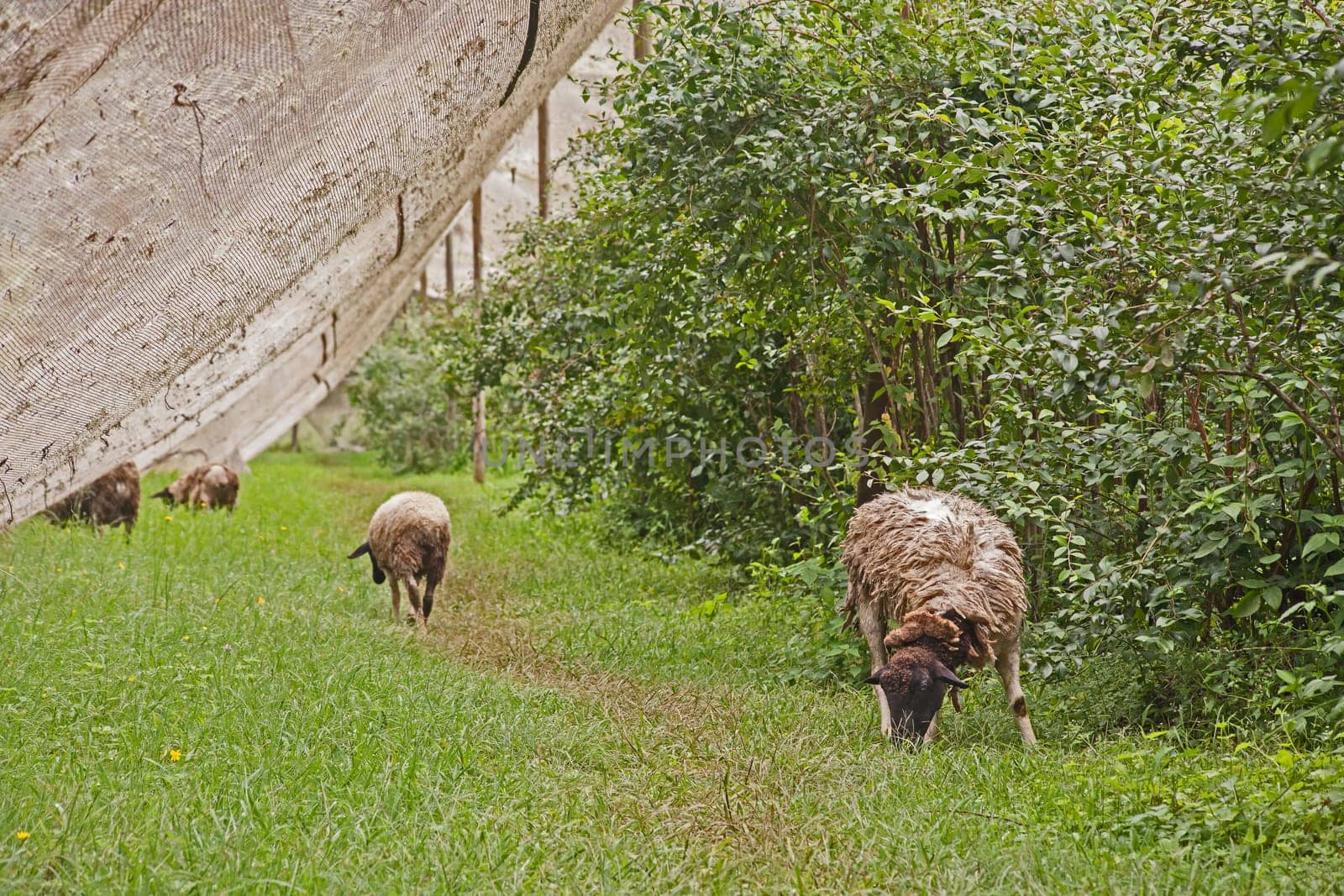 Sheep doing biological weed control amongst the blueberries