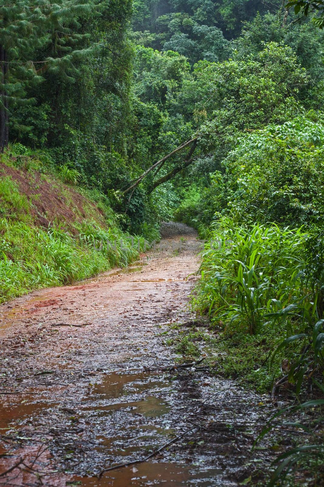 A wet road in the Magoebaskloof rainforest. South Africa