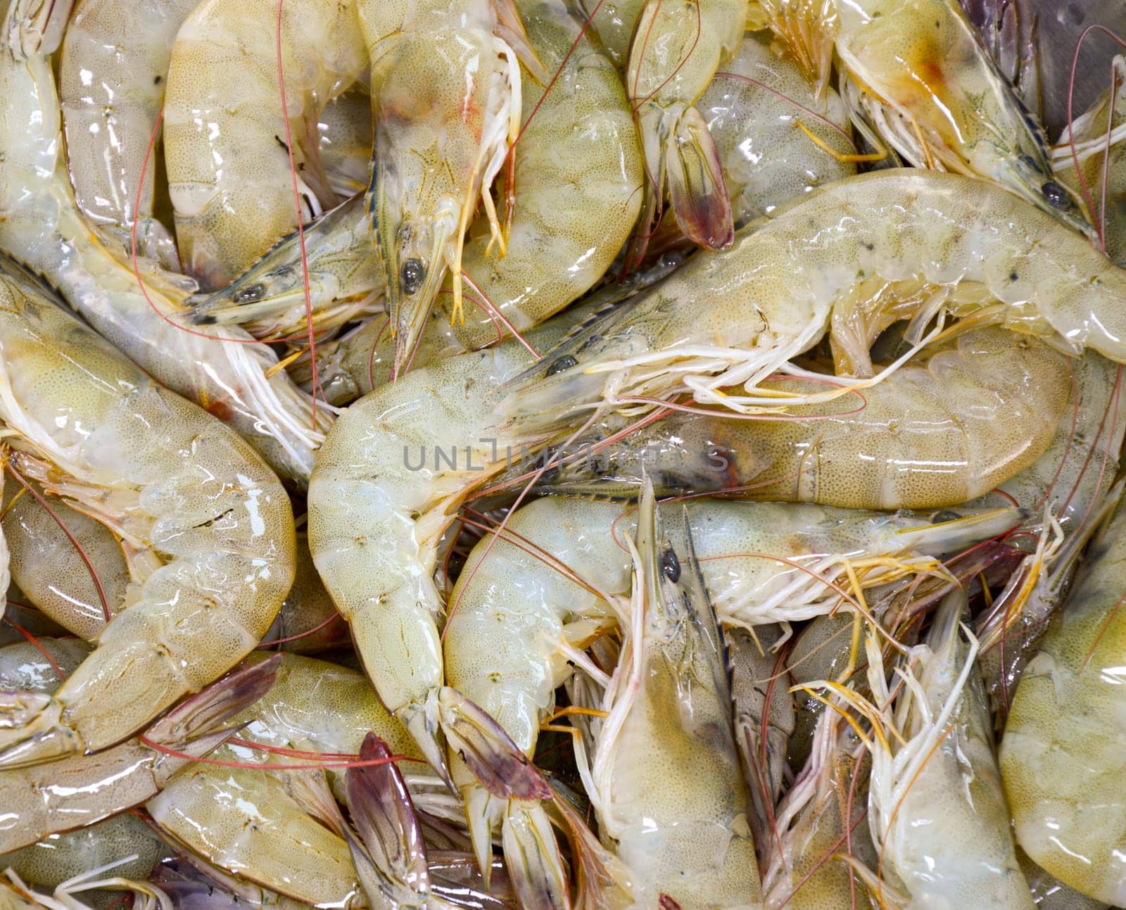 fresh shrimp, seafood It is an economic animal that is widely popular. All countries consume